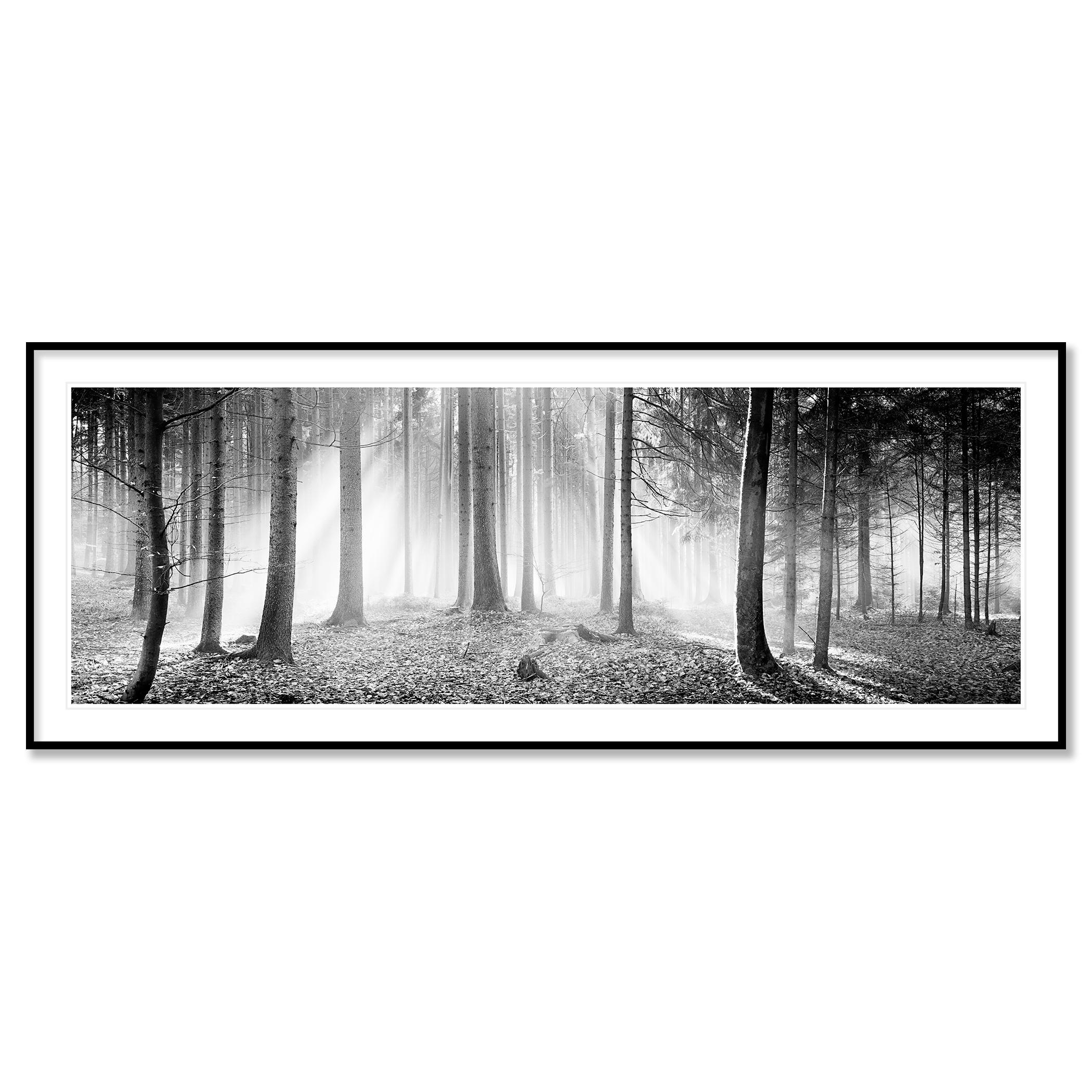 Enchanted Forest, Austria - no. 11496 // B&W fine art panorama landscape photography. 
Archival pigment ink print, limited edition of 10. Trees in the forest in fog and rising sun, Austria.  
All Gerald Berghammer prints are made to order in limited