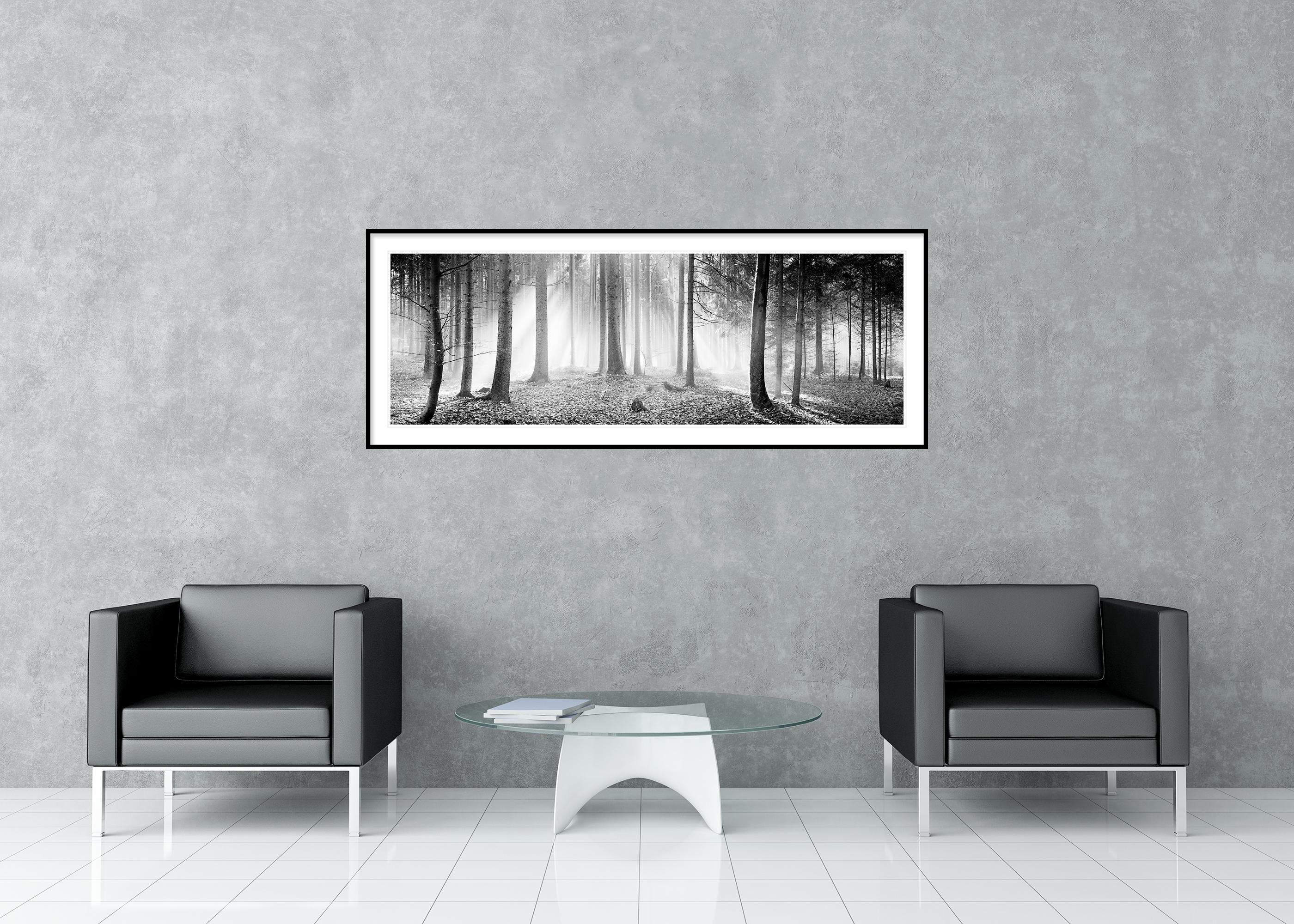 Enchanted Forest, Trees, black and white panorama landscape photography For Sale 2