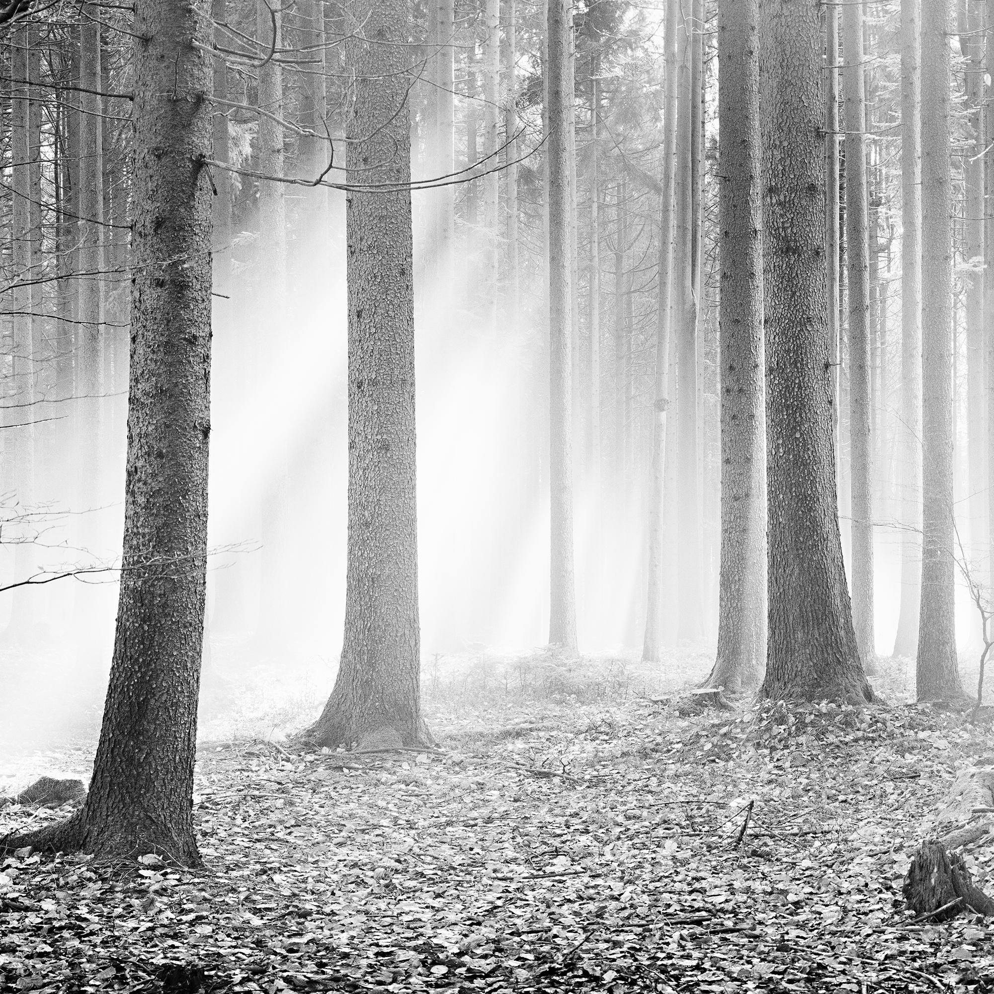 Enchanted Forest, Trees, black and white panorama landscape photography For Sale 6