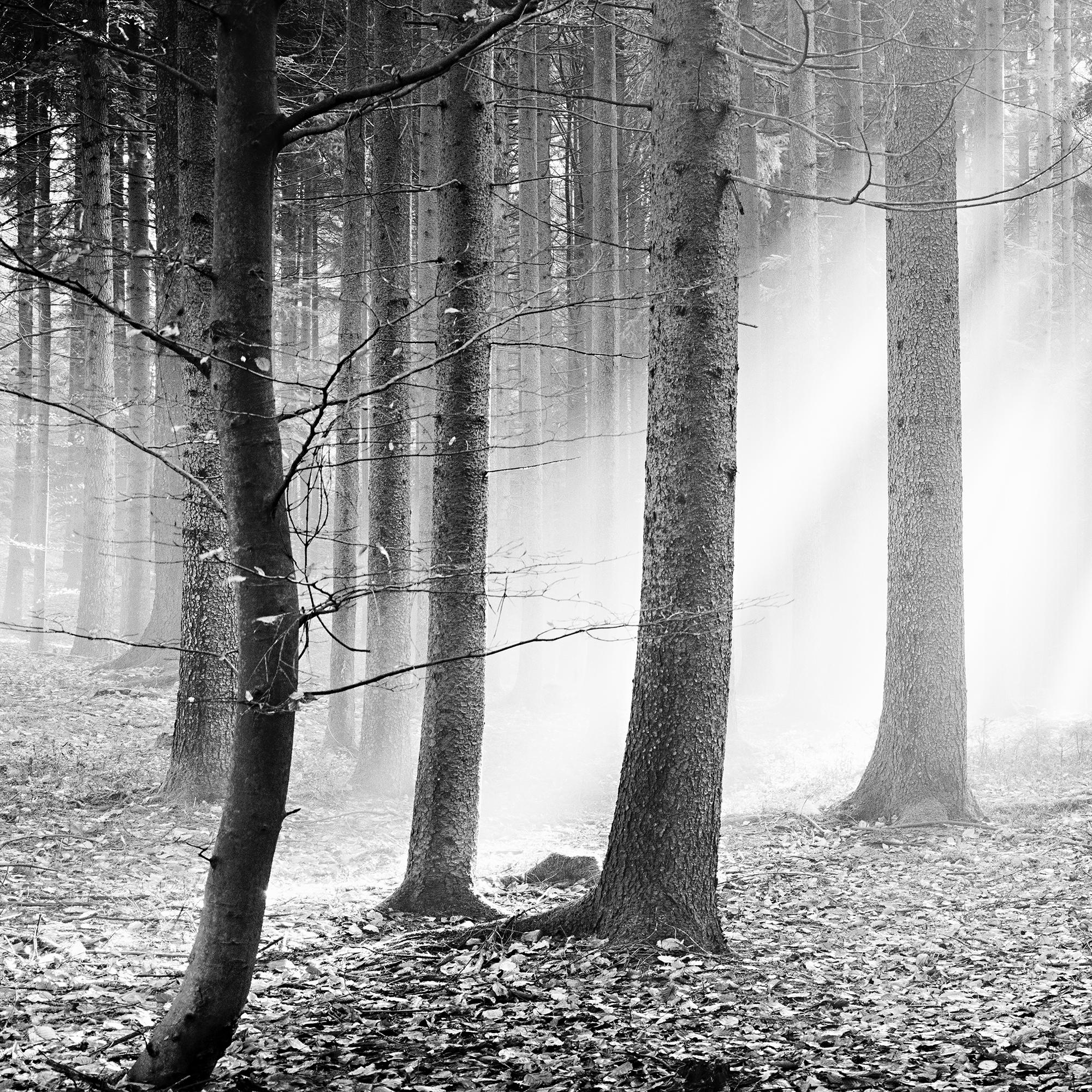 Enchanted Forest, Trees, black and white panorama landscape photography For Sale 7