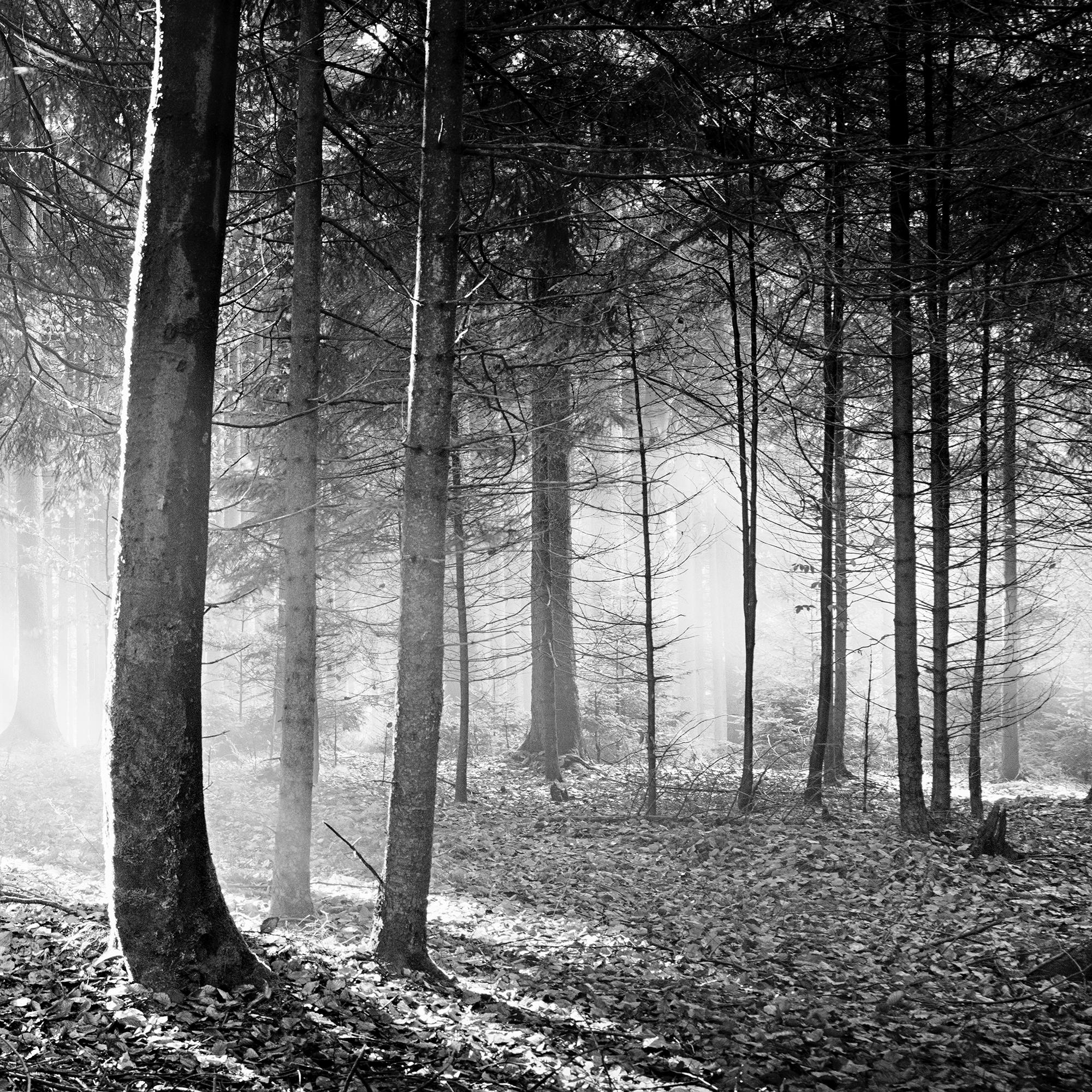 Forêt enchantée Arbres brumeux ensoleillé noir blanc panorama photographie de paysage en vente 5