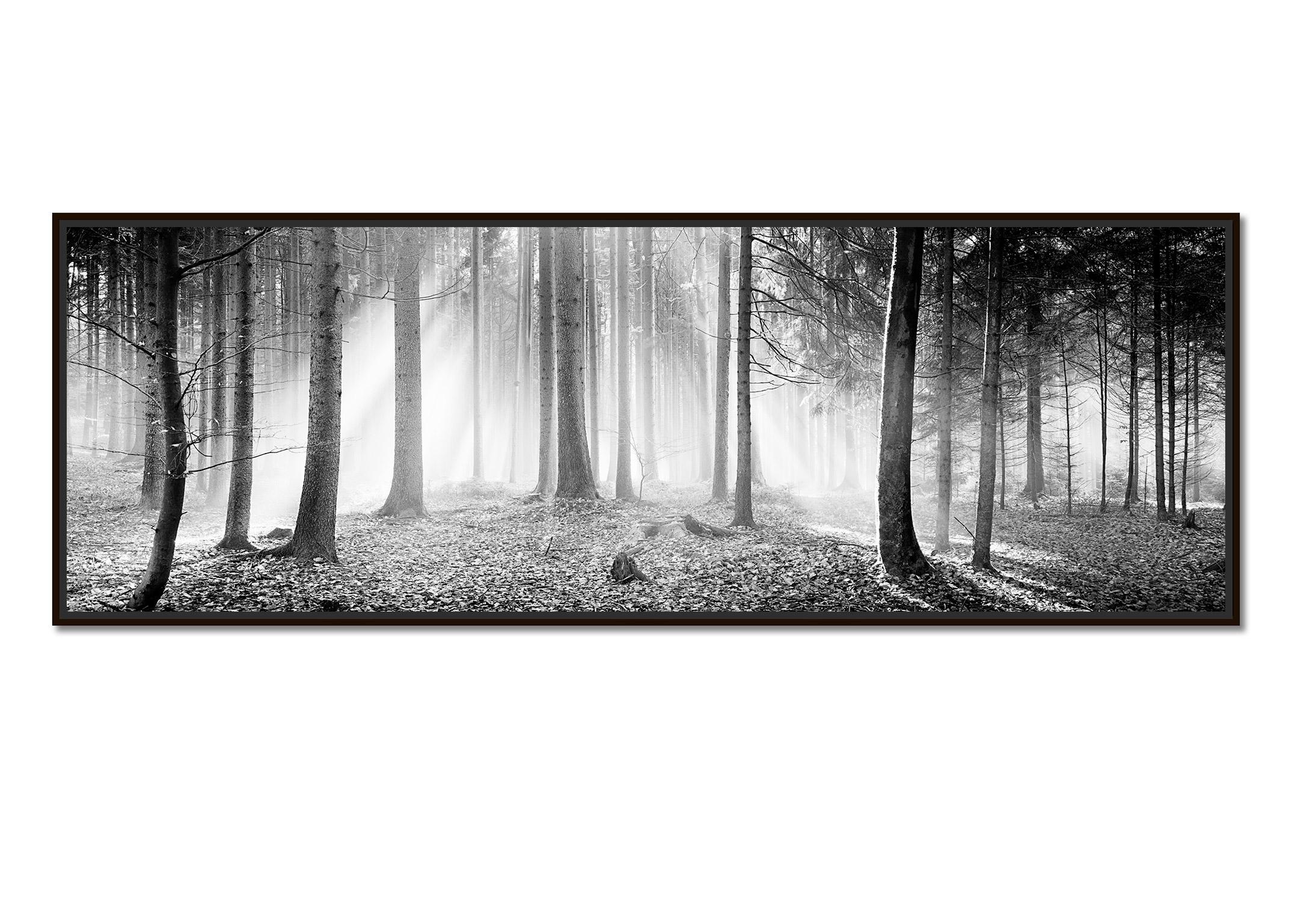 Enchanted Forest Trees foggy sunny black white panorama landscape photography - Photograph by Gerald Berghammer