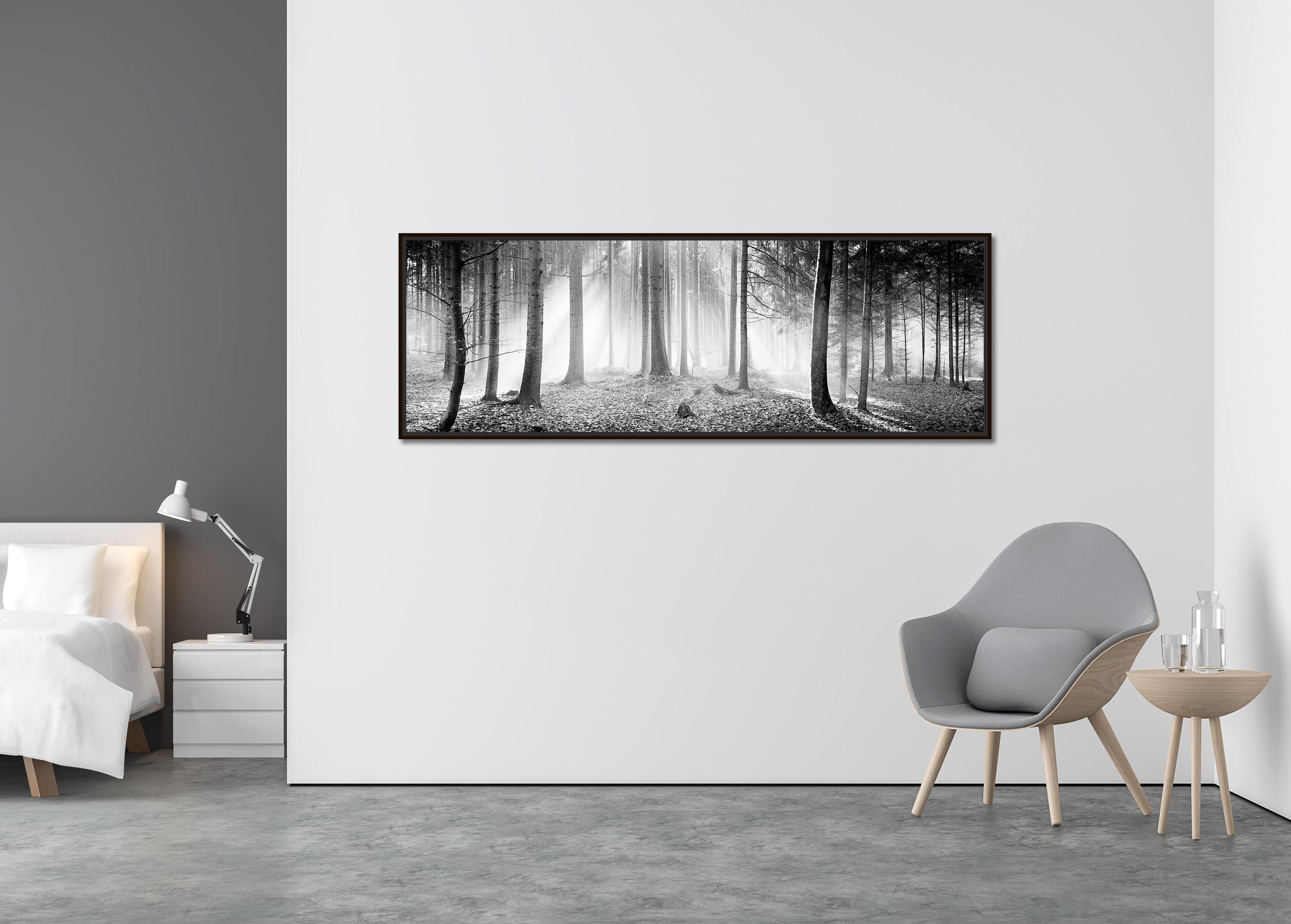 Enchanted Forest Trees foggy sunny black white panorama landscape photography - Contemporary Photograph by Gerald Berghammer
