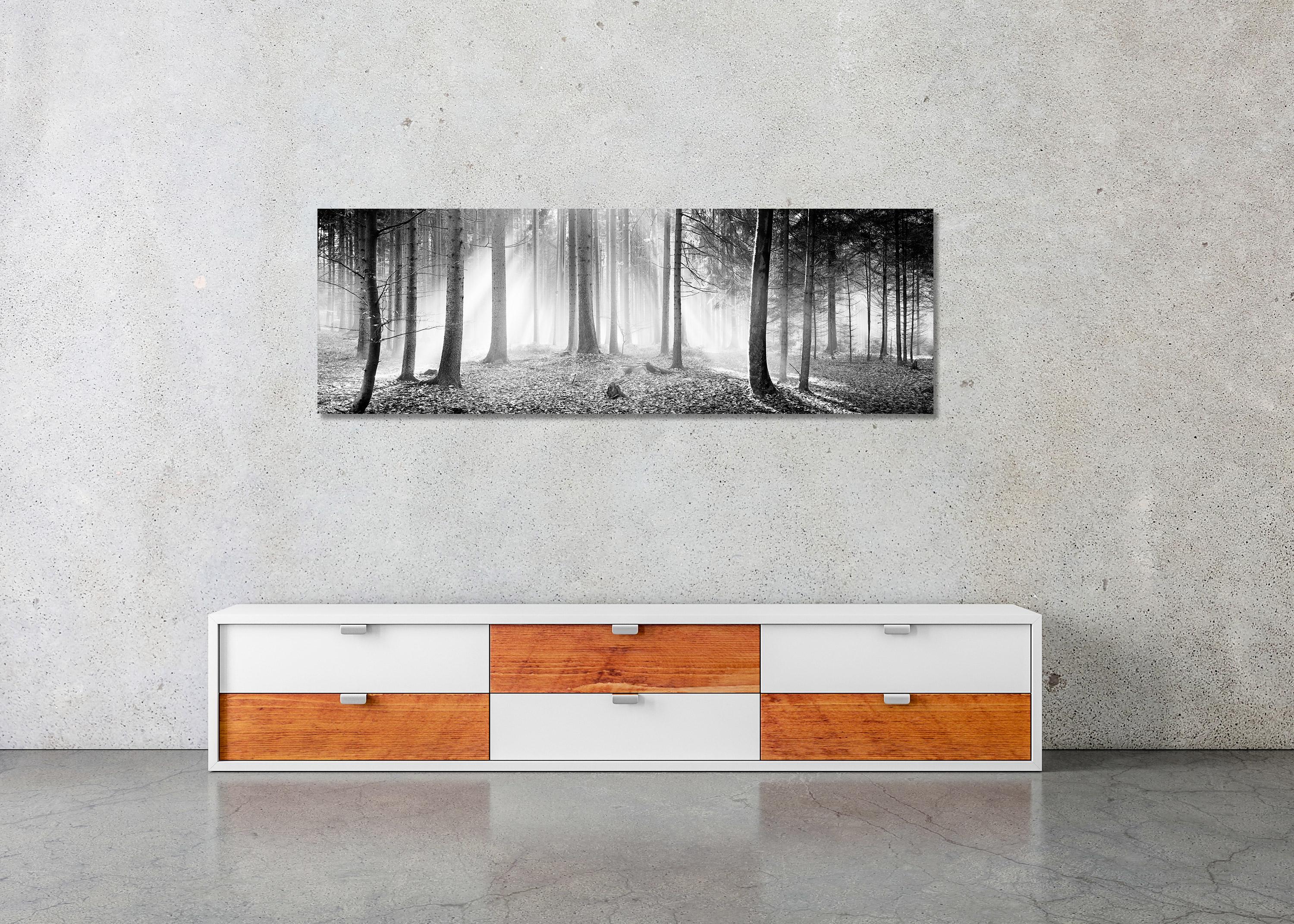 Forêt enchantée Arbres brumeux ensoleillé noir blanc panorama photographie de paysage en vente 1