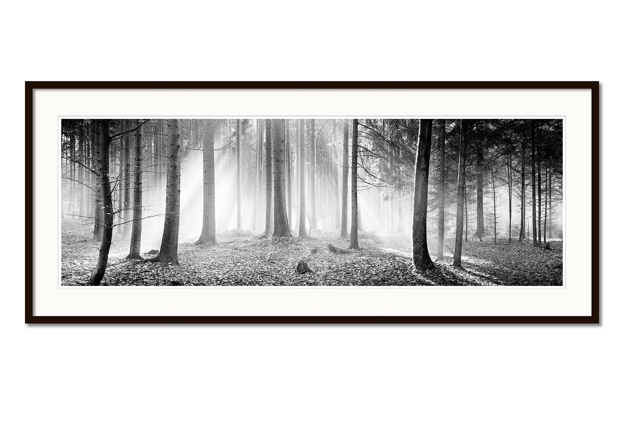 Enchanted Forest Trees foggy sunny black white panorama landscape photography - Gray Black and White Photograph by Gerald Berghammer
