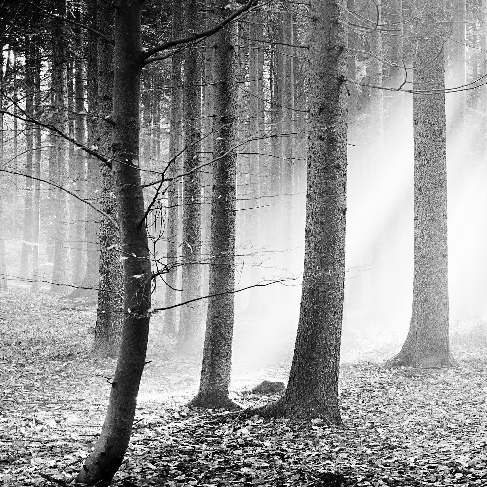 Forêt enchantée Arbres brumeux ensoleillé noir blanc panorama photographie de paysage en vente 3