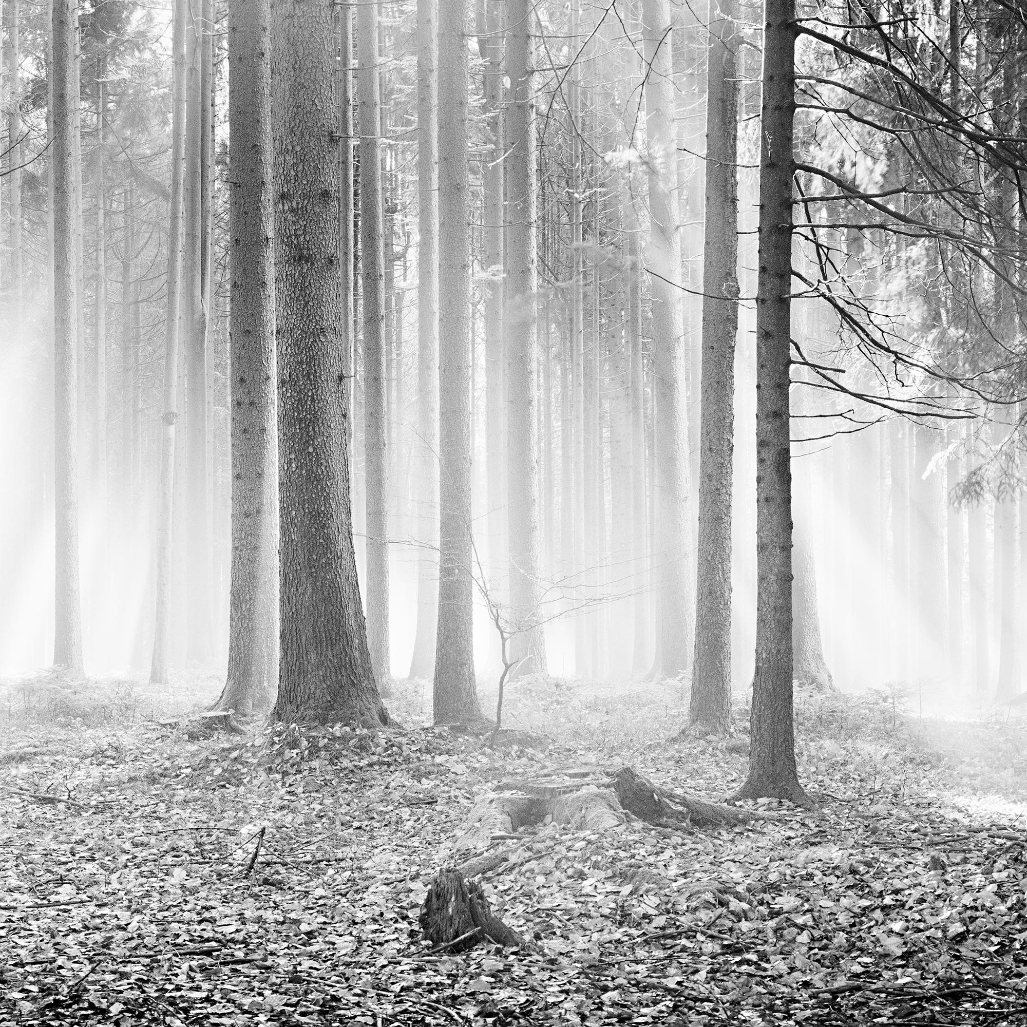 Forêt enchantée Arbres brumeux ensoleillé noir blanc panorama photographie de paysage en vente 4