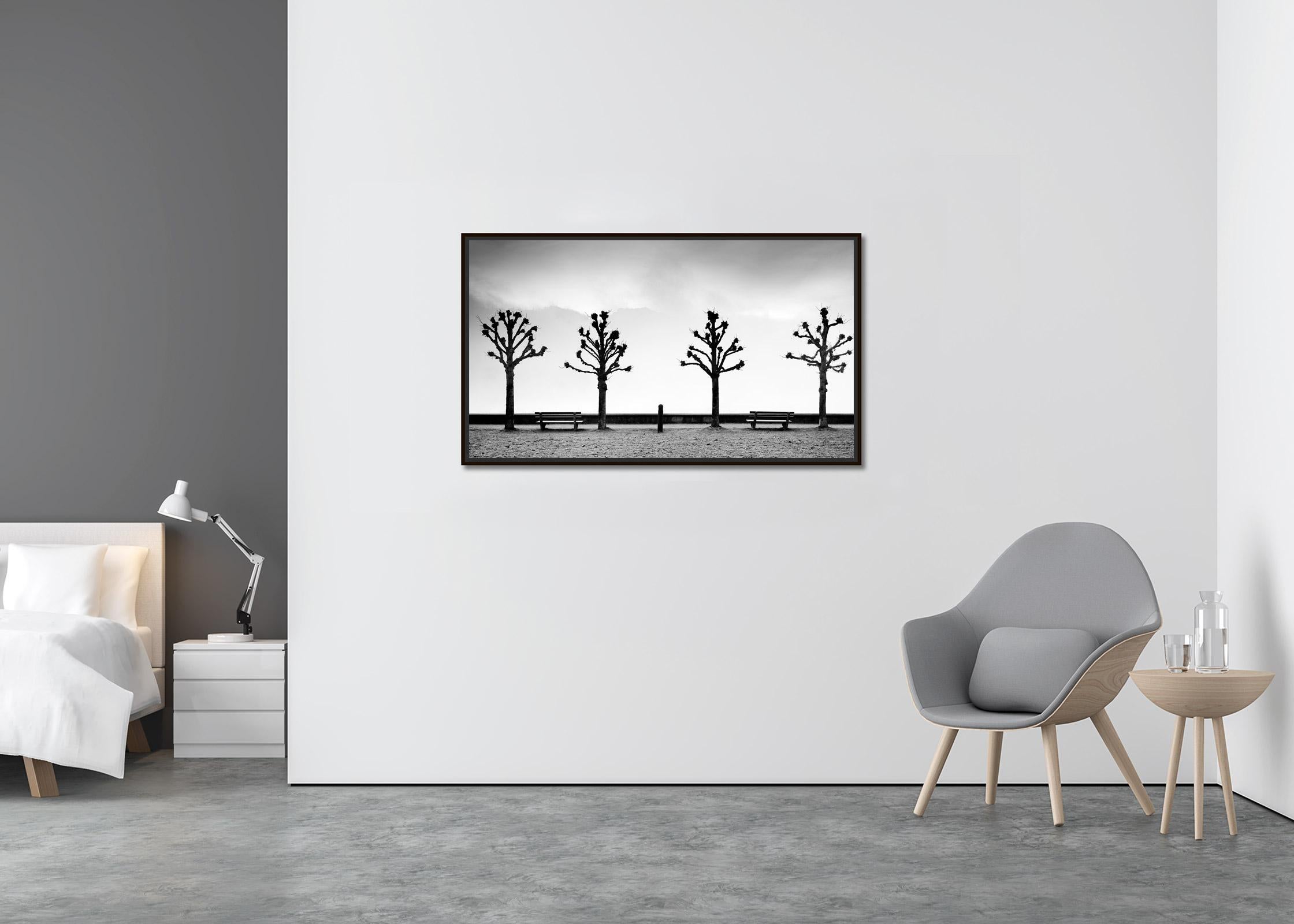 Esplanade mit Kastanienbäumen, Schwarz-Weiß-Fotografie der bildenden Kunst, Minimalismus und Schwarz-Weiß-Fotografie (Zeitgenössisch), Photograph, von Gerald Berghammer