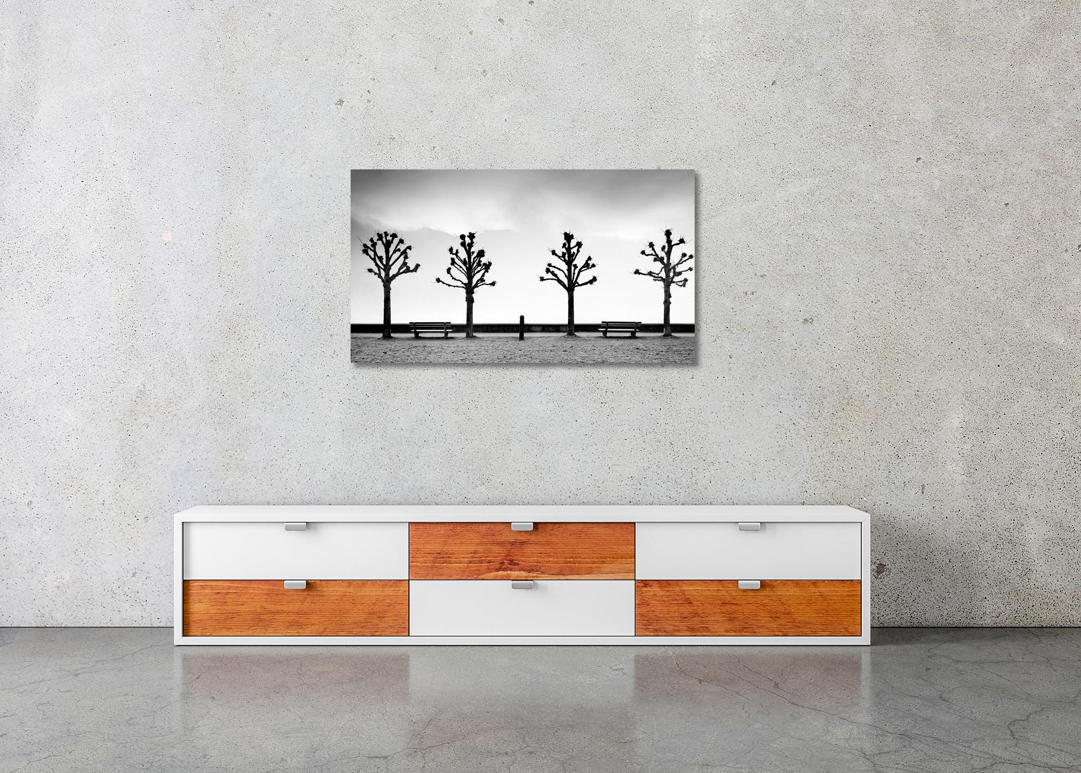 Esplanade mit Kastanienbäumen, Schwarz-Weiß-Fotografie der bildenden Kunst, Minimalismus und Schwarz-Weiß-Fotografie im Angebot 1