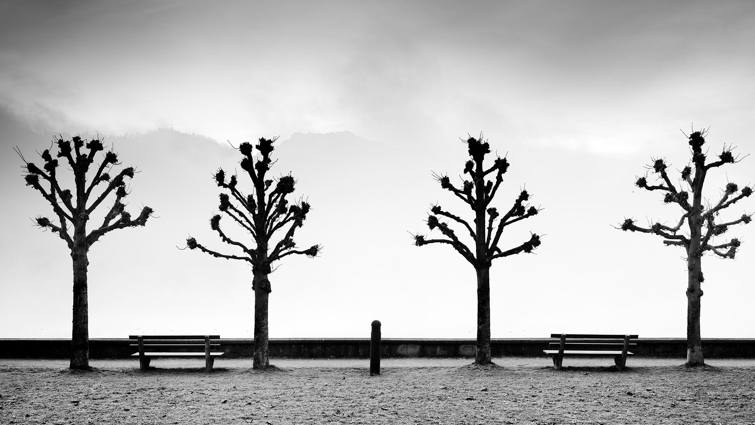 Esplanade with Chestnut Trees black and white fine art minimalism photography