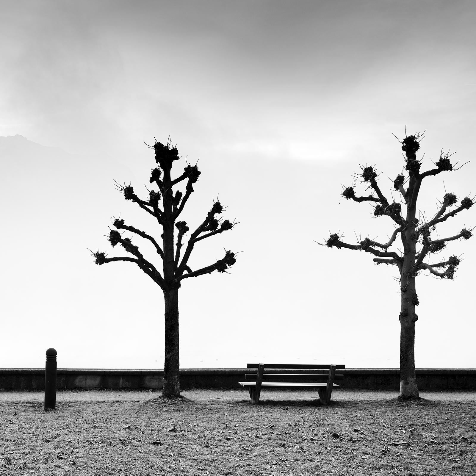 Esplanade avec des marronniers, noir et blanc, beaux-arts, photographie minimaliste en vente 5
