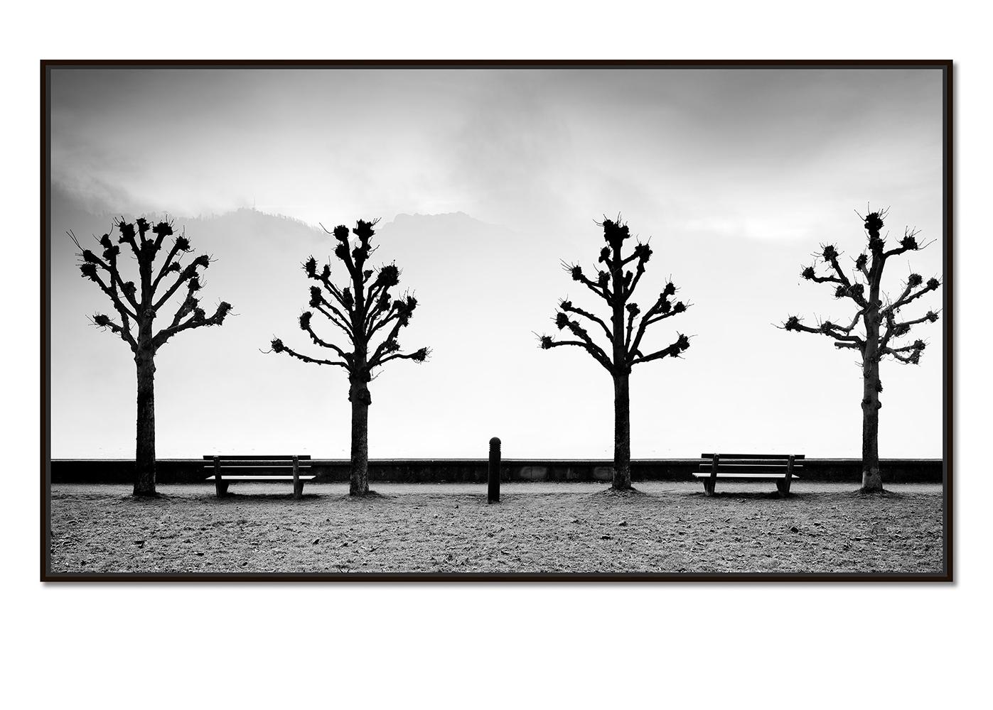 Esplanade avec des marronniers, noir et blanc, beaux-arts, photographie minimaliste - Photograph de Gerald Berghammer