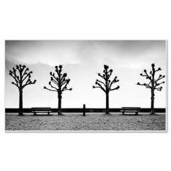 Esplanade mit Kastanienbäumen, Schwarz-Weiß, bildende Kunst, Minimalismus-Fotografie