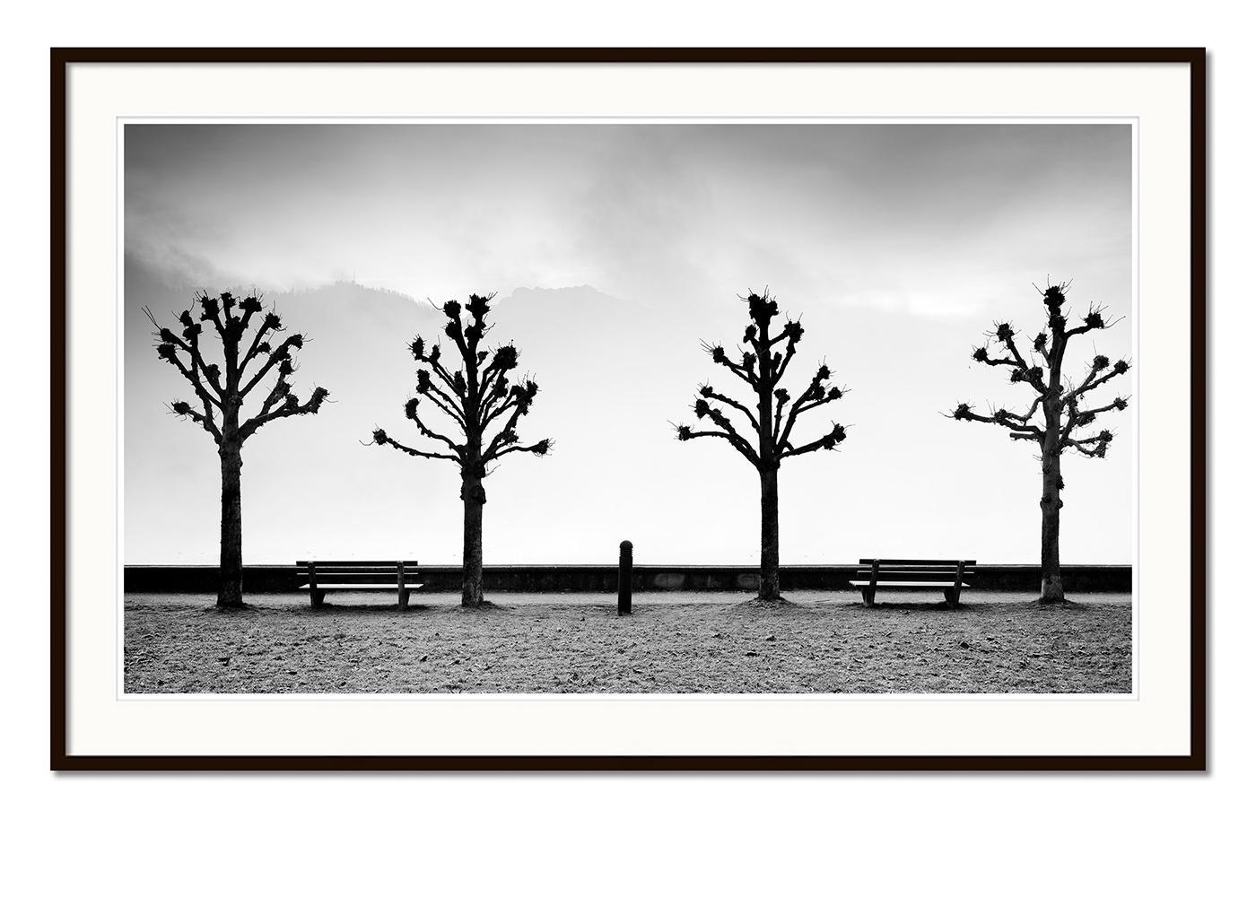 Esplanade avec des marronniers, noir et blanc, beaux-arts, photographie minimaliste - Gris Black and White Photograph par Gerald Berghammer