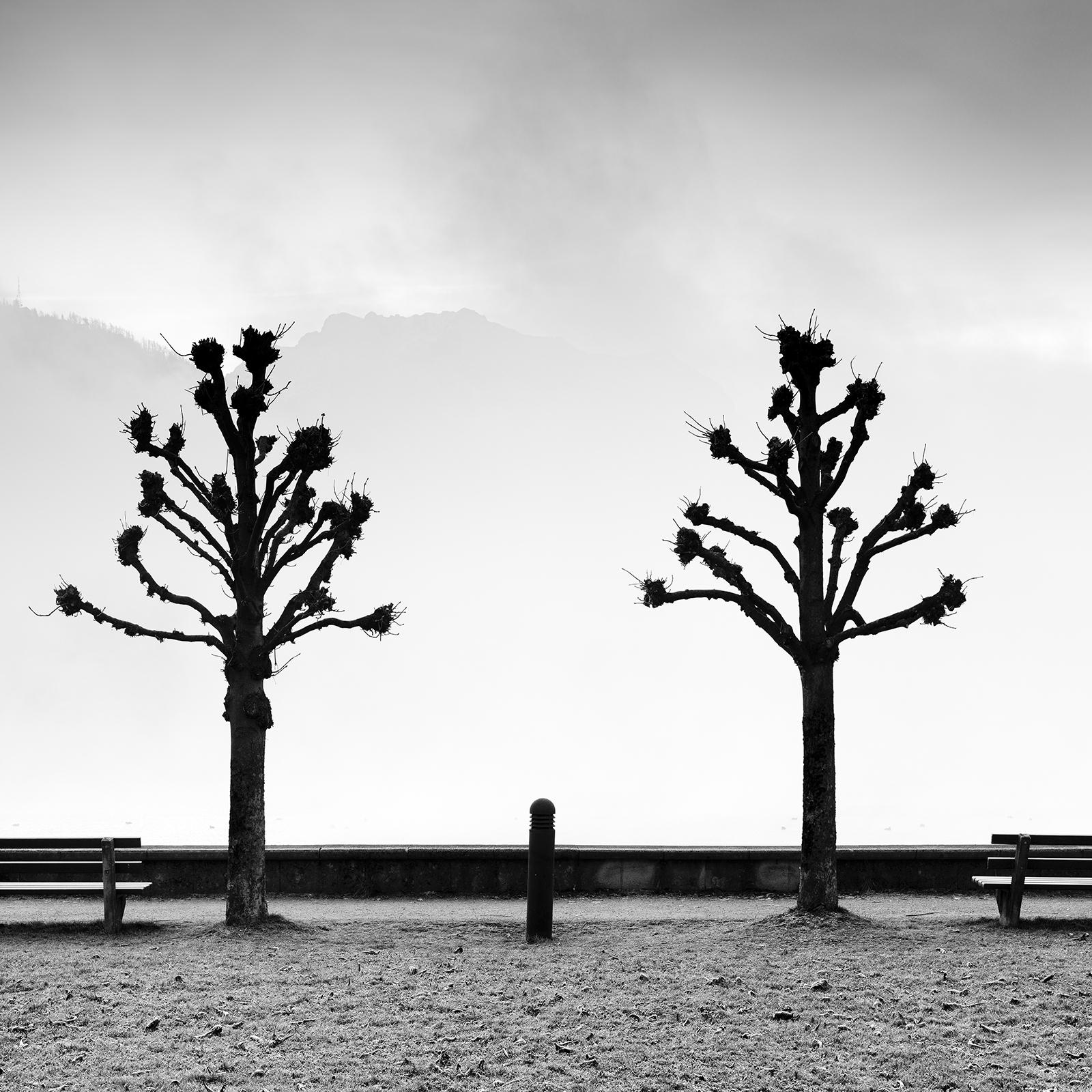 Esplanade avec des marronniers, noir et blanc, beaux-arts, photographie minimaliste en vente 3