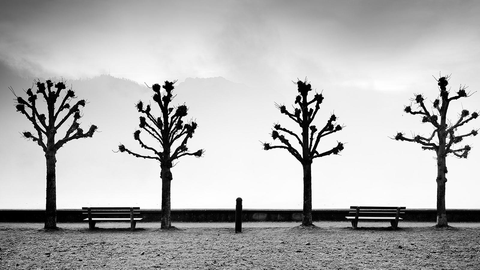 Black and White Photograph Gerald Berghammer - Esplanade avec des marronniers, noir et blanc, beaux-arts, photographie minimaliste