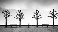 Esplanade mit Kastanienbäumen, Schwarz-Weiß, bildende Kunst, Minimalismus-Fotografie