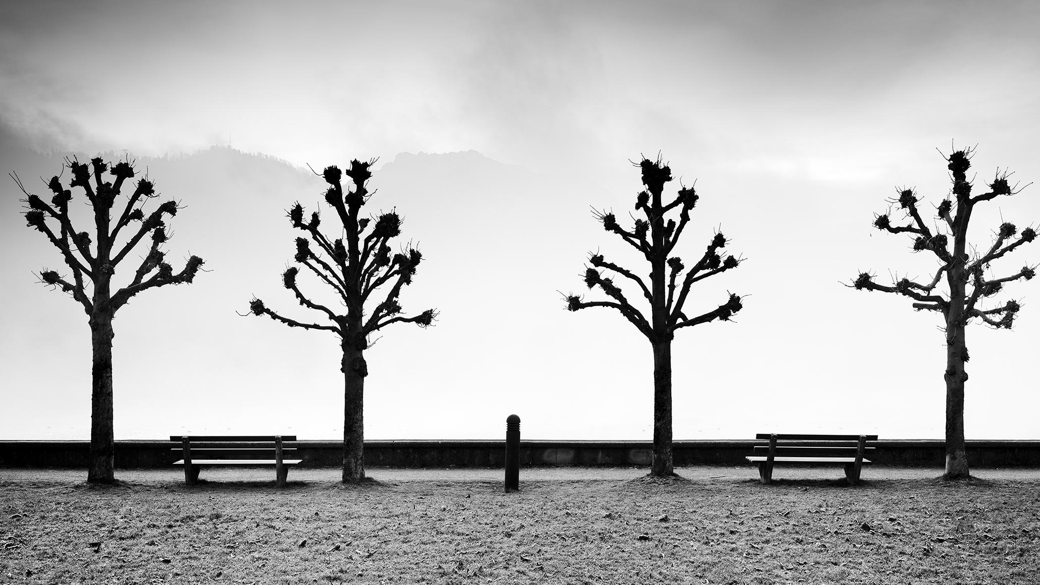 Esplanade avec des marronniers, noir et blanc, beaux-arts, photographie minimaliste