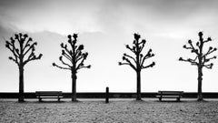 Esplanade with chestnut Trees, black and white, fine art, minimalism photography