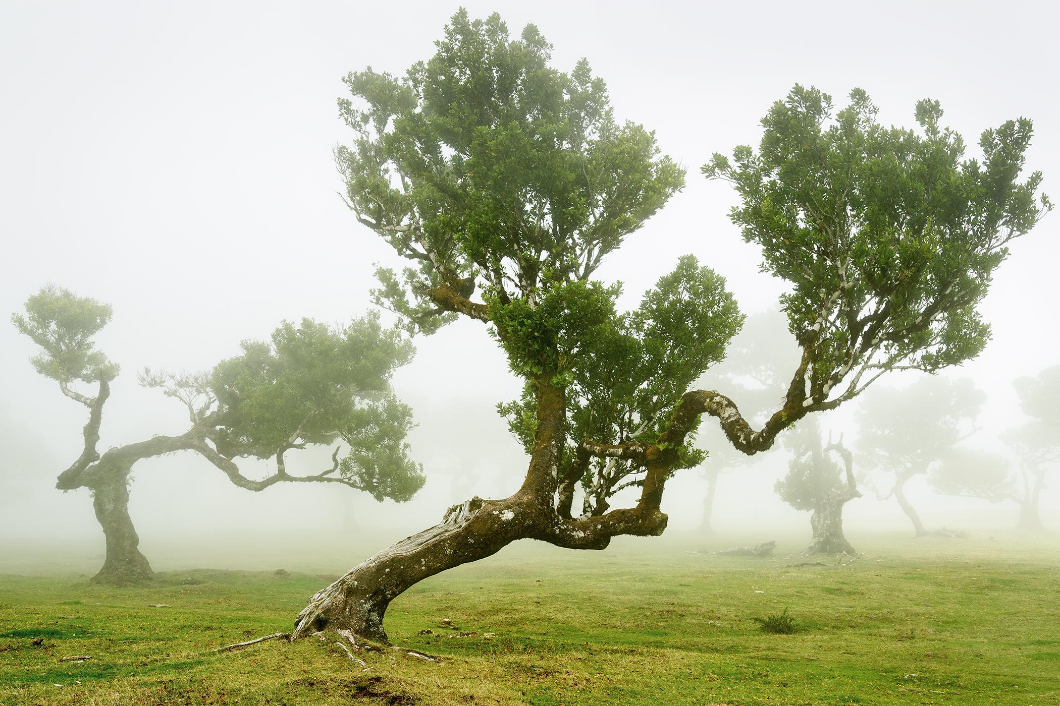Fairy Forest - Bent Old Trees - large scale limited print