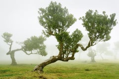 Fairy Forest, Bent Old Trees, photographie à grande échelle, tirage limité