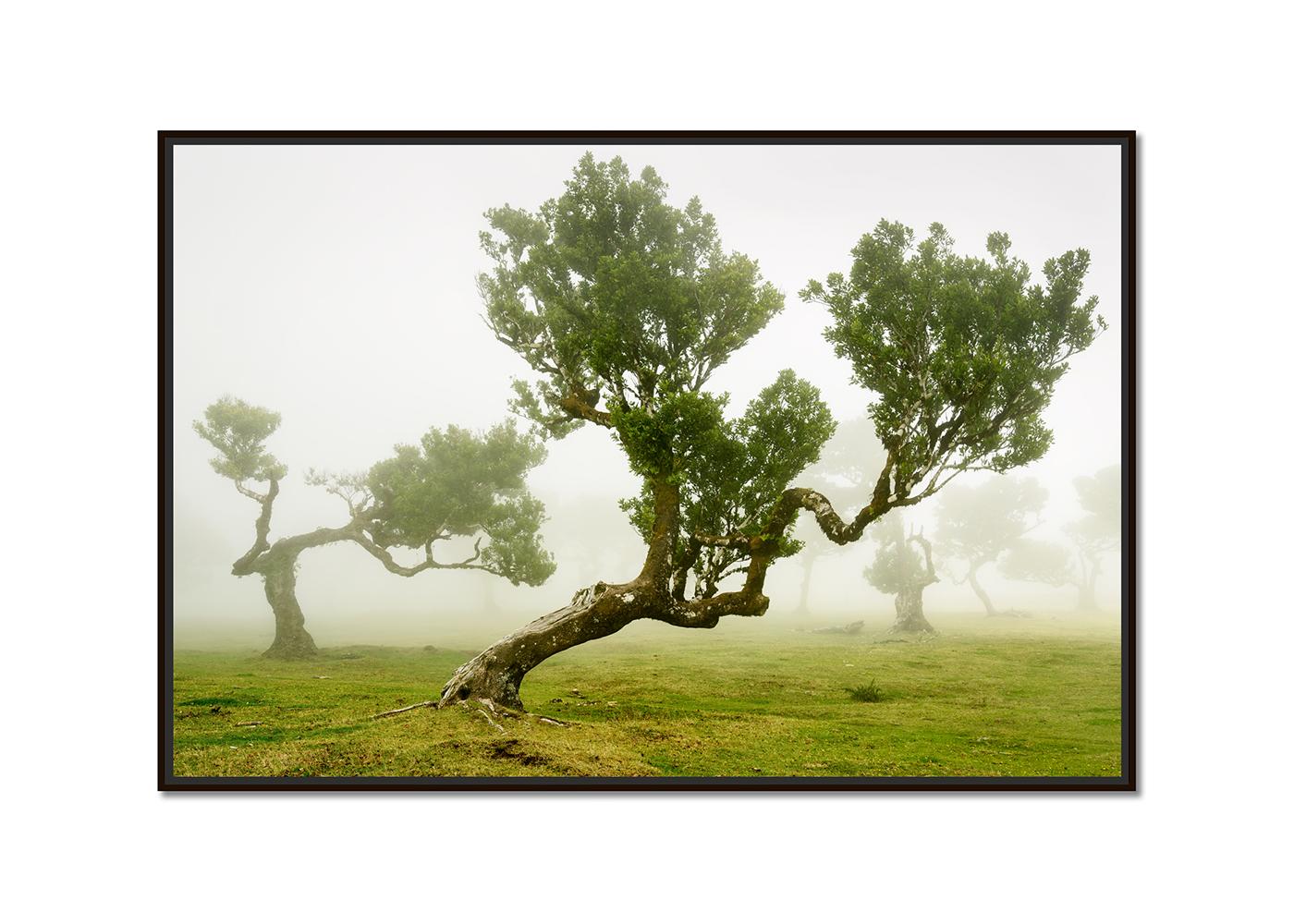 Foresta delle fate, alberi secolari piegati, fotografia in grande scala, stampa in edizione limitata - Photograph di Gerald Berghammer