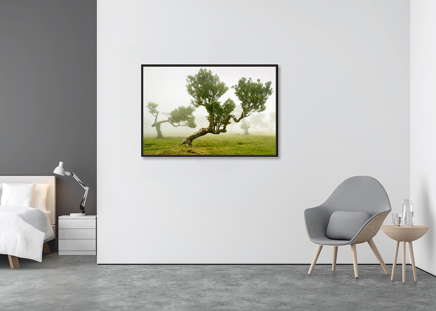 Foresta delle fate, alberi secolari piegati, fotografia in grande scala, stampa in edizione limitata - Photograph Contemporaneo di Gerald Berghammer
