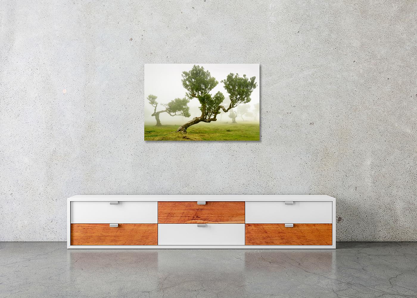 Foresta delle fate, alberi secolari piegati, fotografia in grande scala, stampa in edizione limitata in vendita 2