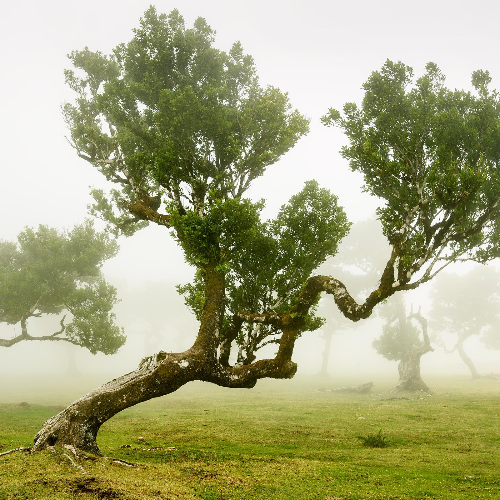 Foresta delle fate, alberi secolari piegati, fotografia in grande scala, stampa in edizione limitata in vendita 3