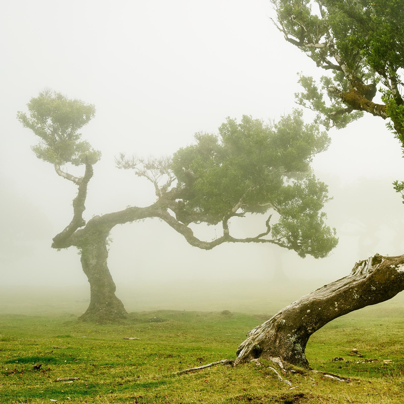Foresta delle fate, alberi secolari piegati, fotografia in grande scala, stampa in edizione limitata in vendita 4
