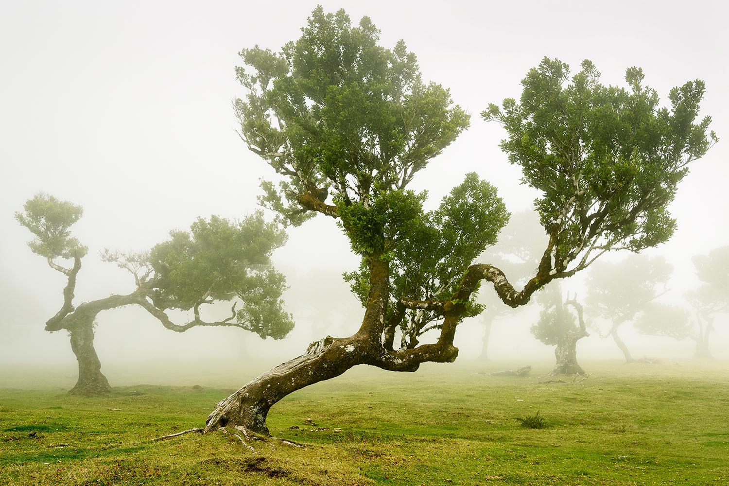 Color Photograph di Gerald Berghammer - Foresta delle fate, alberi secolari piegati, fotografia in grande scala, stampa in edizione limitata