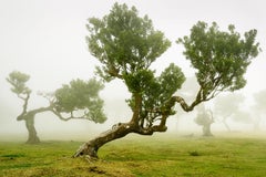 Fairy Forest, Bent Old Trees, large scale photograph, limited edition print
