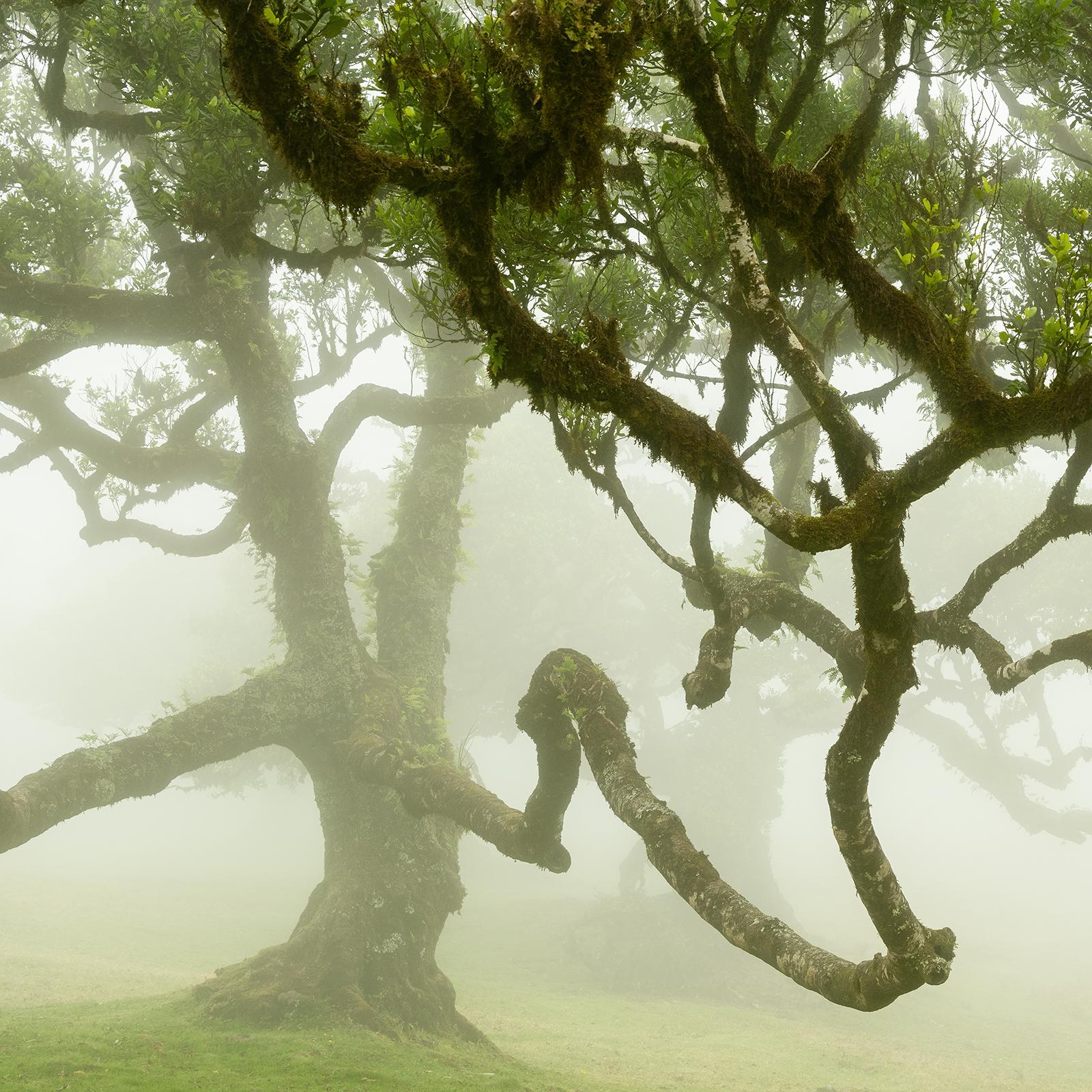 Fairy Forest in the Fog, großformatige Fotografie, Landschaft, limitierte Auflage im Angebot 5
