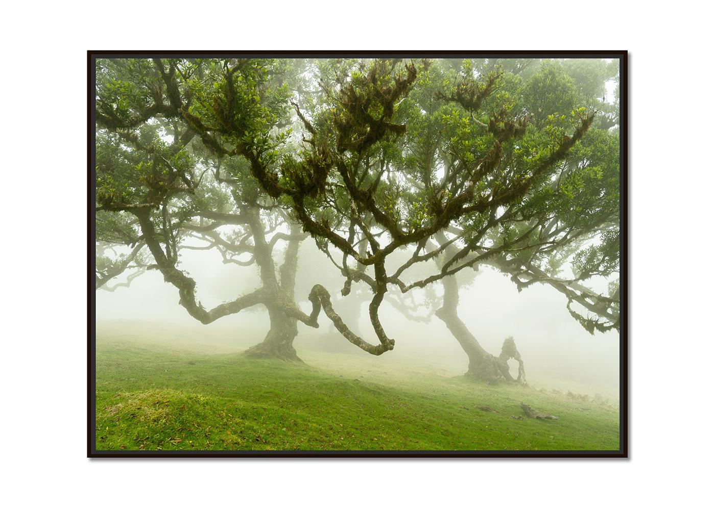 Fairy Forest in the Fog, großformatige Fotografie, Landschaft, limitierte Auflage – Photograph von Gerald Berghammer