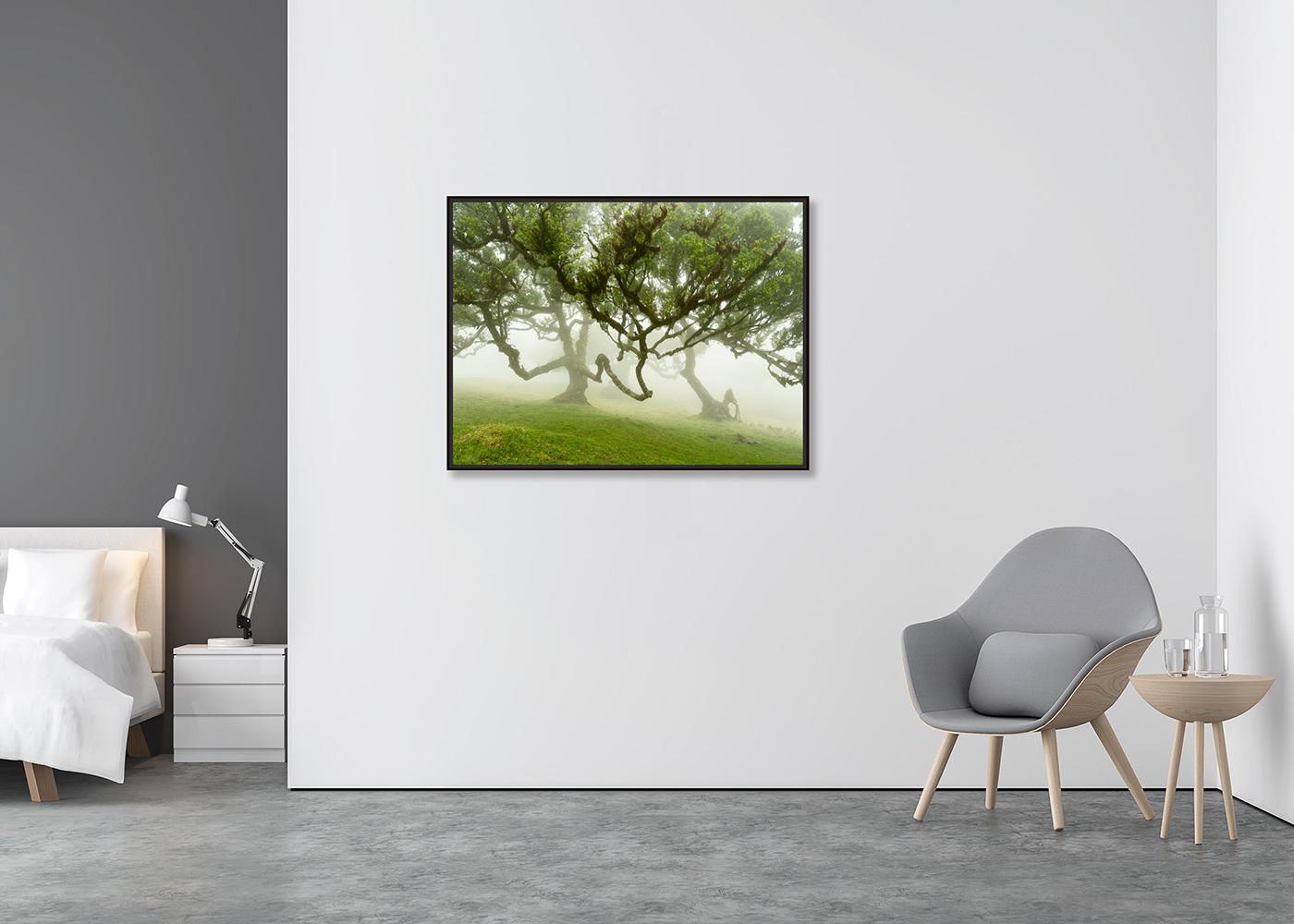 Fairy Forest in the Fog, großformatige Fotografie, Landschaft, limitierte Auflage (Zeitgenössisch), Photograph, von Gerald Berghammer