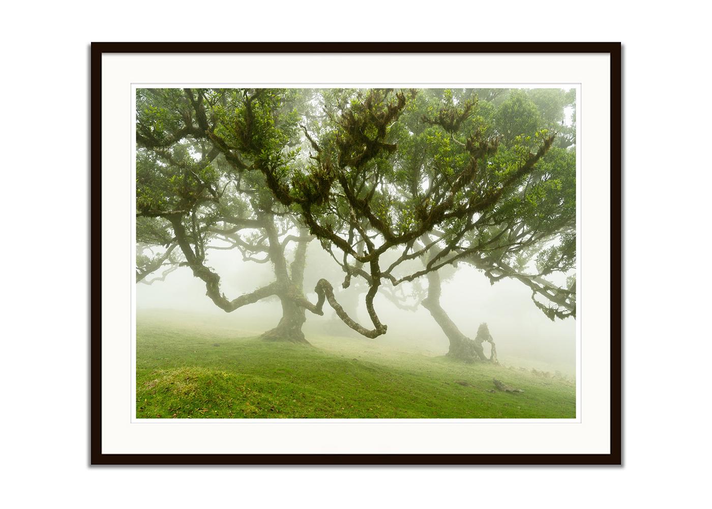 Fairy Forest in the Fog, großformatige Fotografie, Landschaft, limitierte Auflage (Braun), Landscape Photograph, von Gerald Berghammer