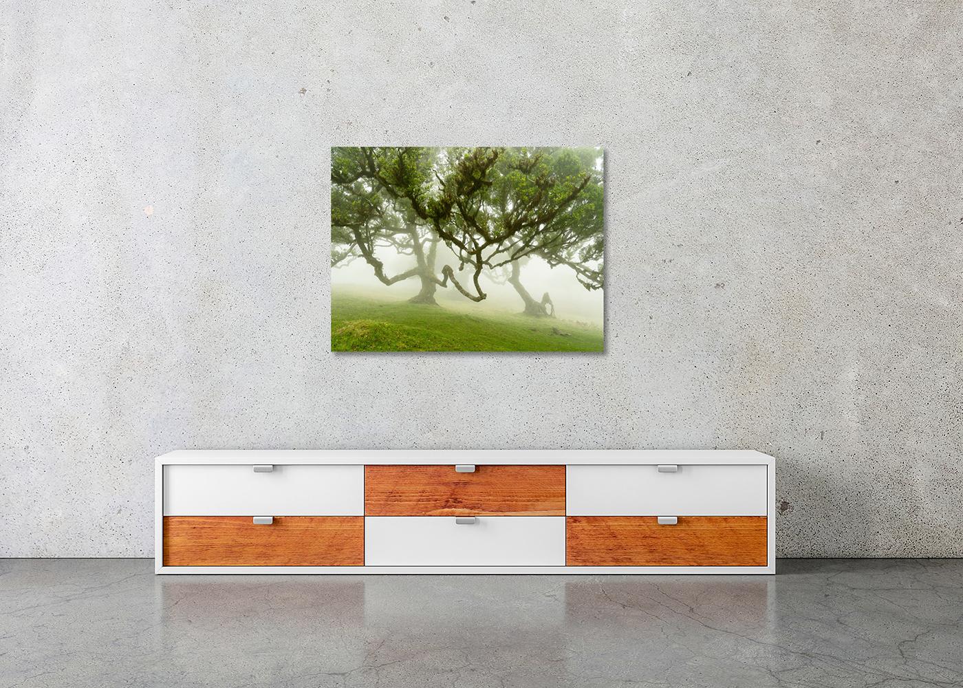Fairy Forest in the Fog, großformatige Fotografie, Landschaft, limitierte Auflage im Angebot 2