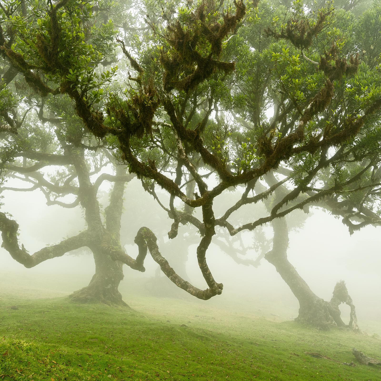 Fairy Forest in the Fog, großformatige Fotografie, Landschaft, limitierte Auflage im Angebot 3