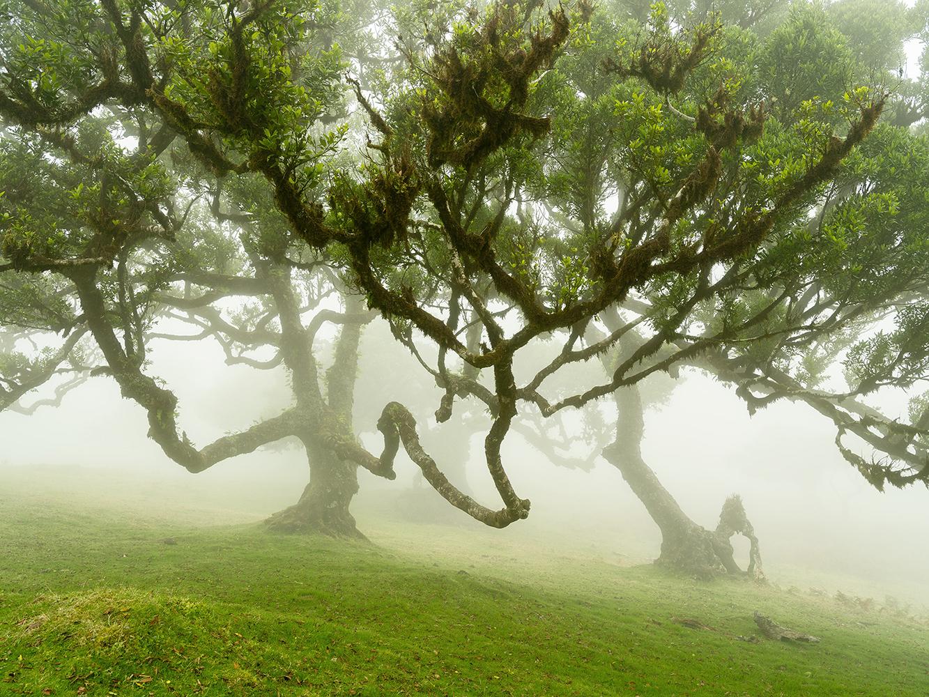 Fairy Forest in the Fog, Large Scale Photograph, Landscape, Limited Edition