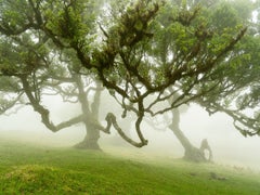 Bosco fatato nella nebbia, fotografia su larga scala, paesaggio, edizione limitata