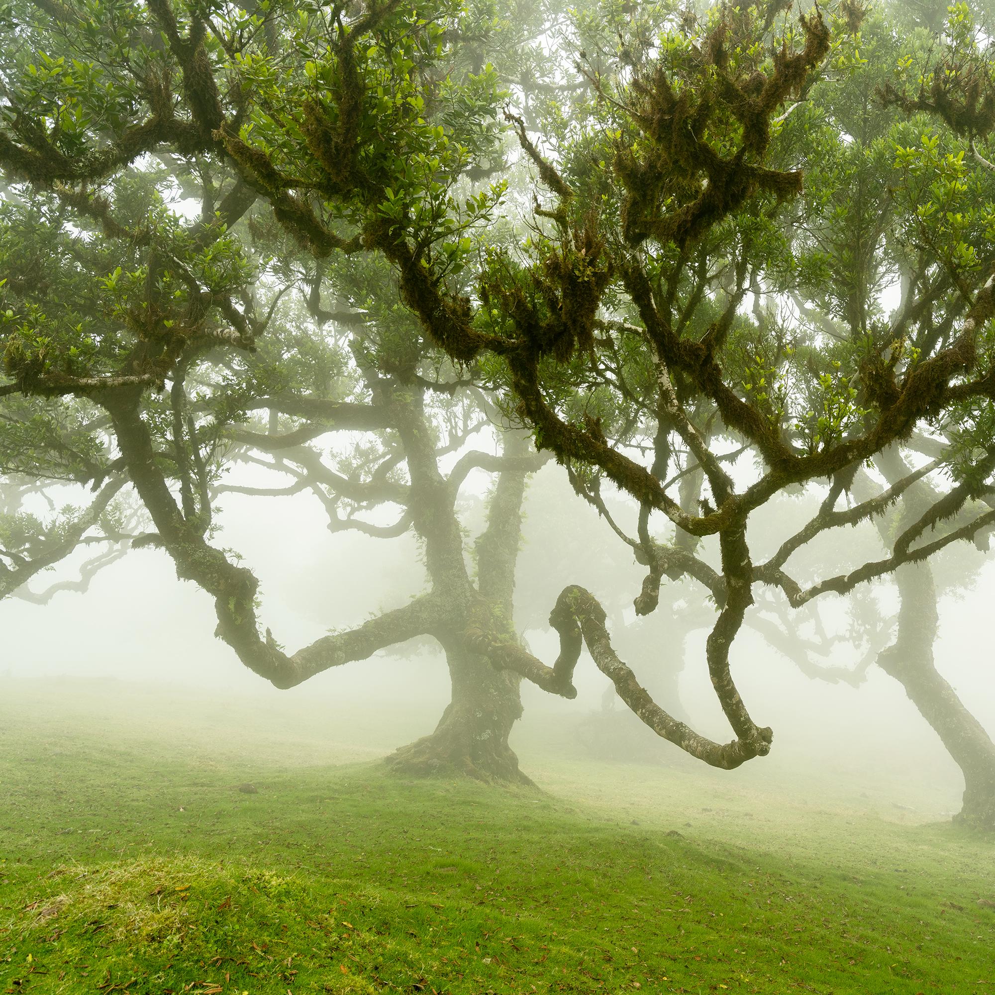 Forêt de fées dans le brouillard - Photographie à grande échelle - Paysage en édition limitée en vente 7