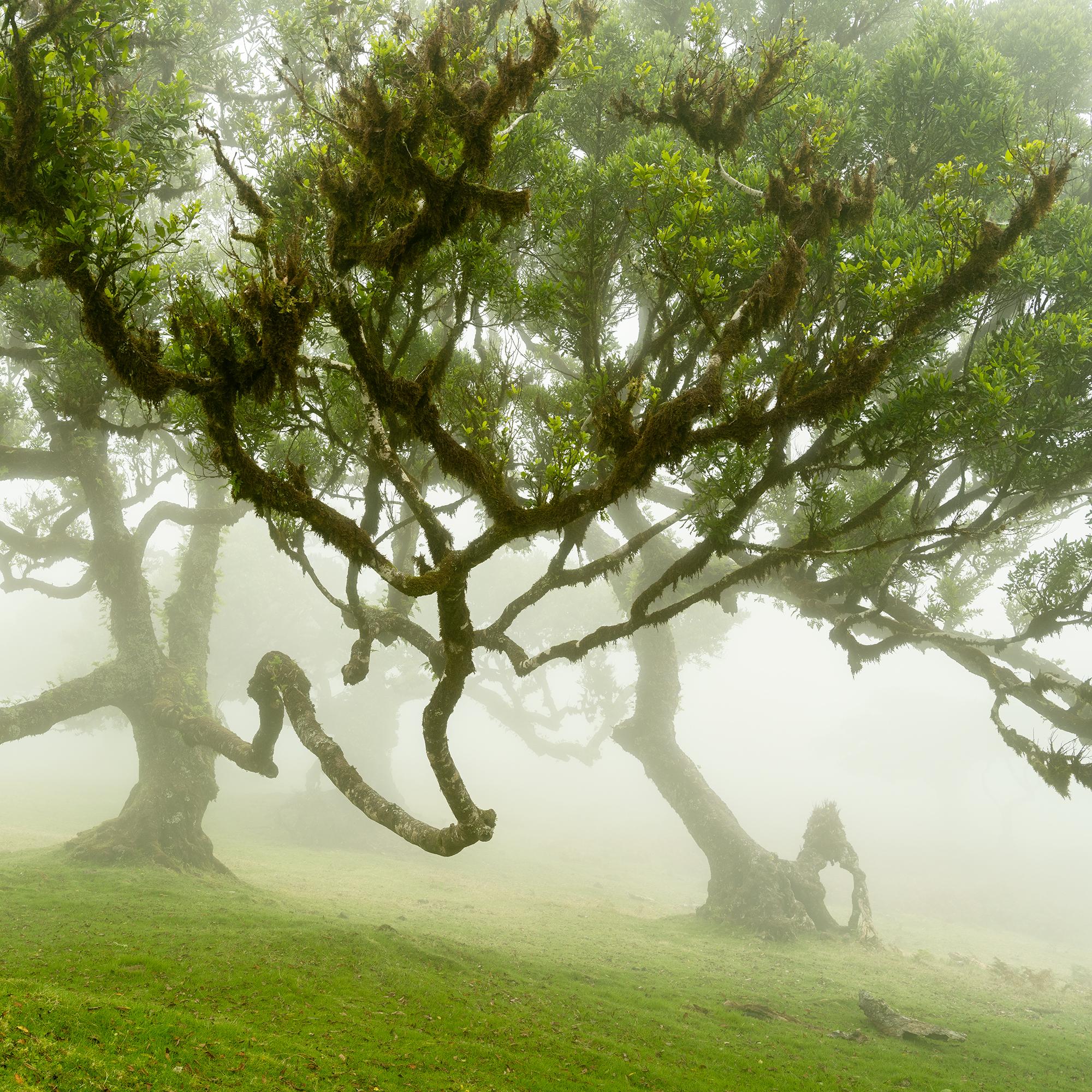Forêt de fées dans le brouillard - Photographie à grande échelle - Paysage en édition limitée en vente 8