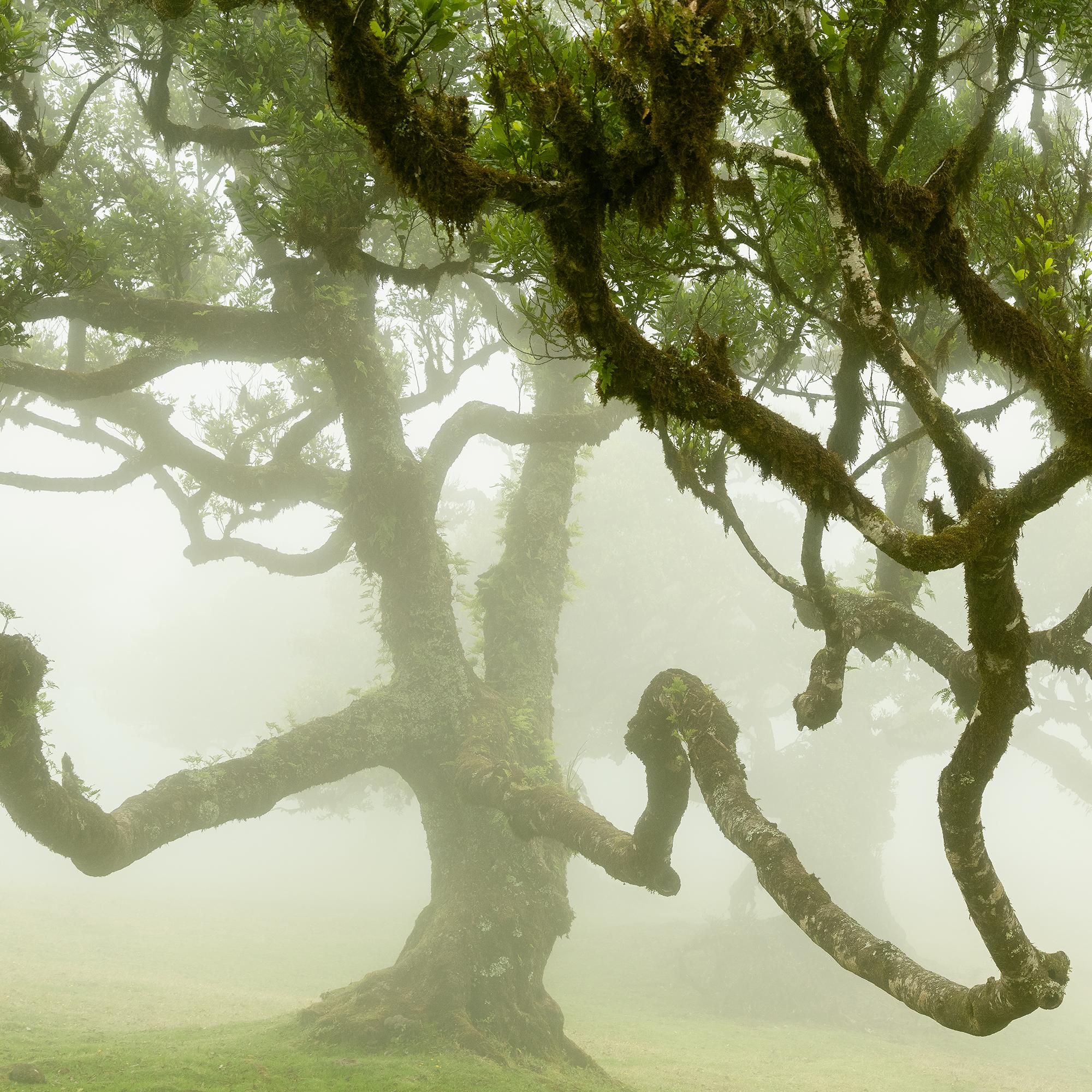 Forêt de fées dans le brouillard - Photographie à grande échelle - Paysage en édition limitée en vente 9