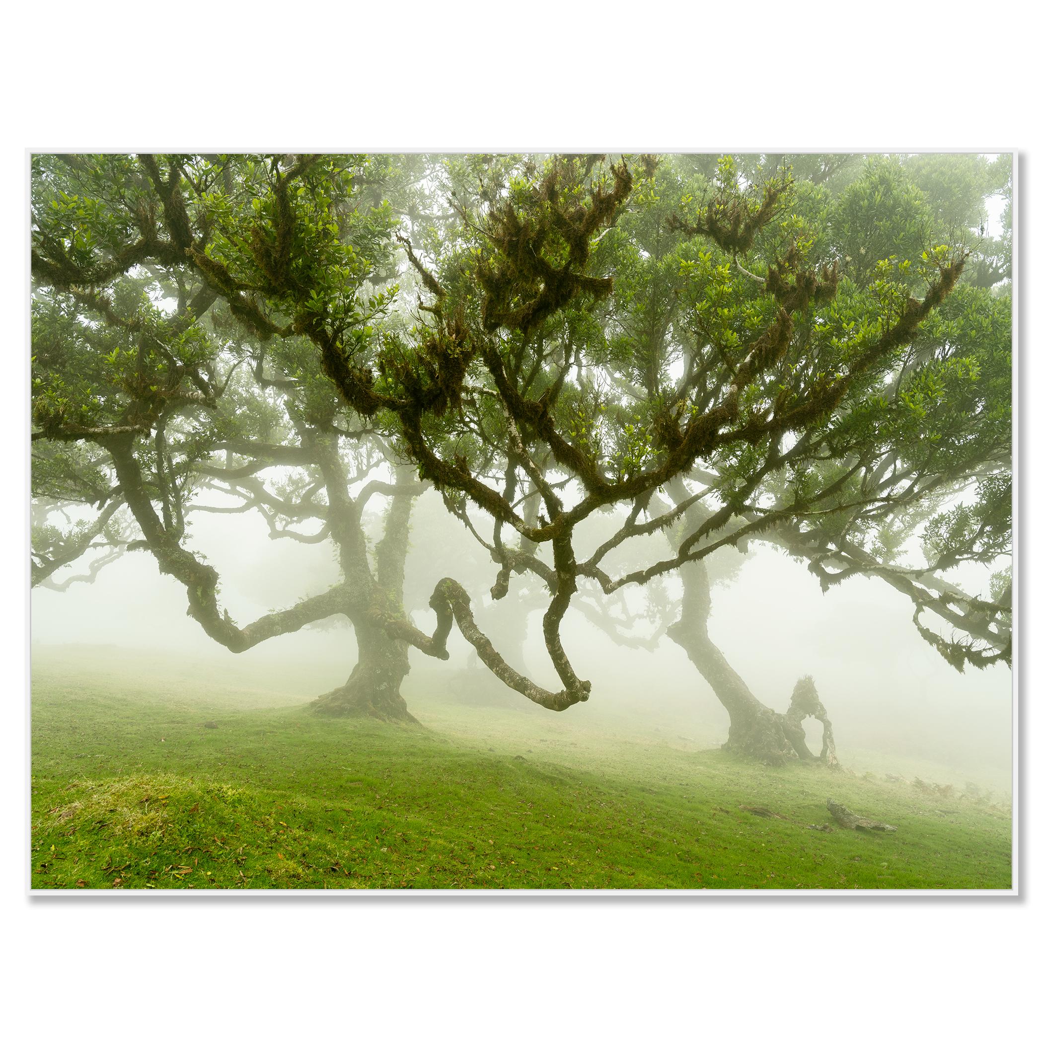 Forêt de fées dans le brouillard - Photographie à grande échelle - Paysage en édition limitée - Marron Landscape Photograph par Gerald Berghammer
