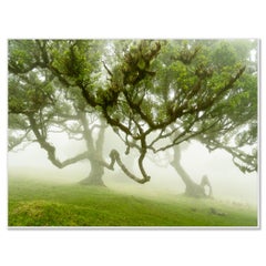 Fairy Forest in the Fog, Fanal, Madeira, Portugal – Color Landscape Photography