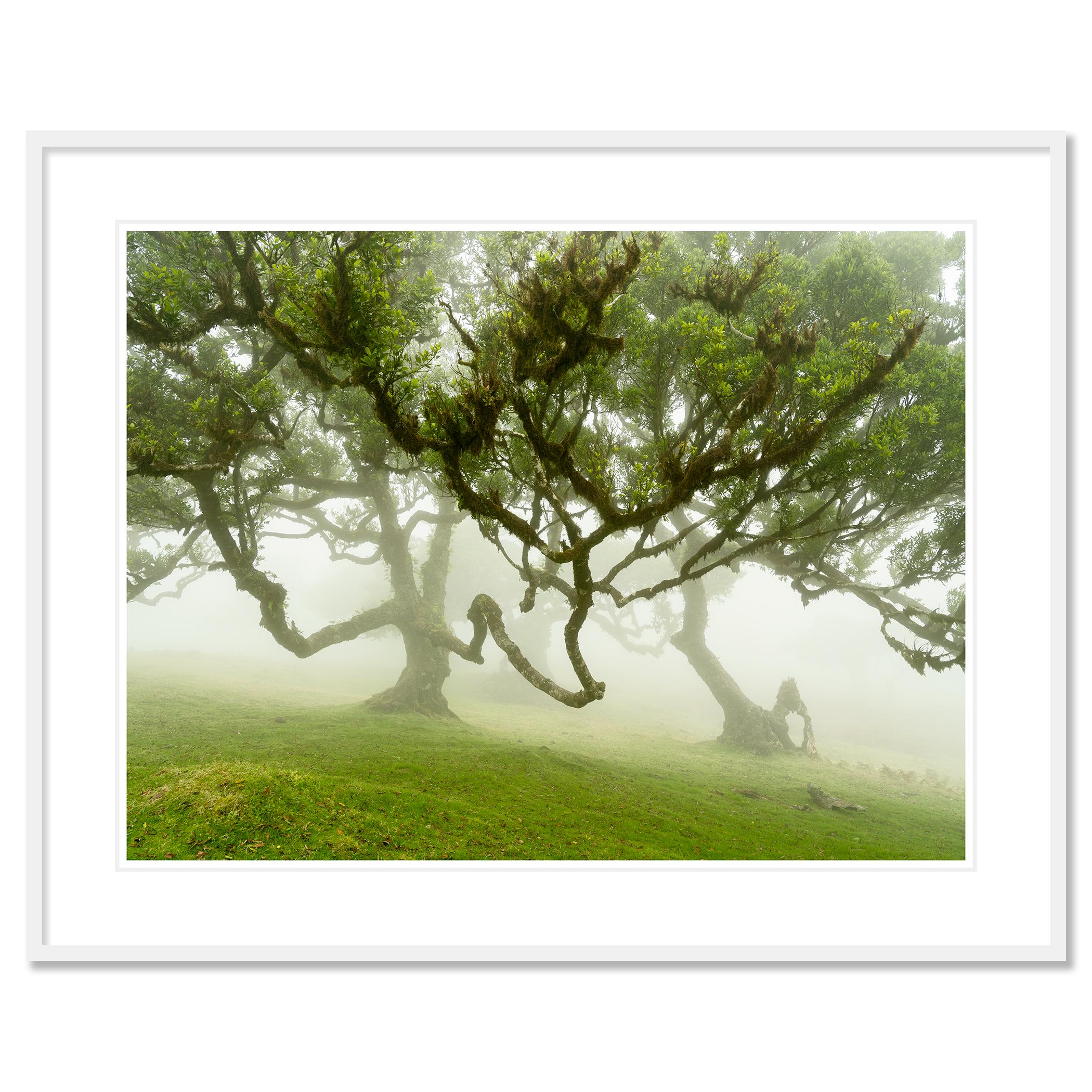 Forêt de fées dans le brouillard - Photographie à grande échelle - Paysage en édition limitée en vente 2