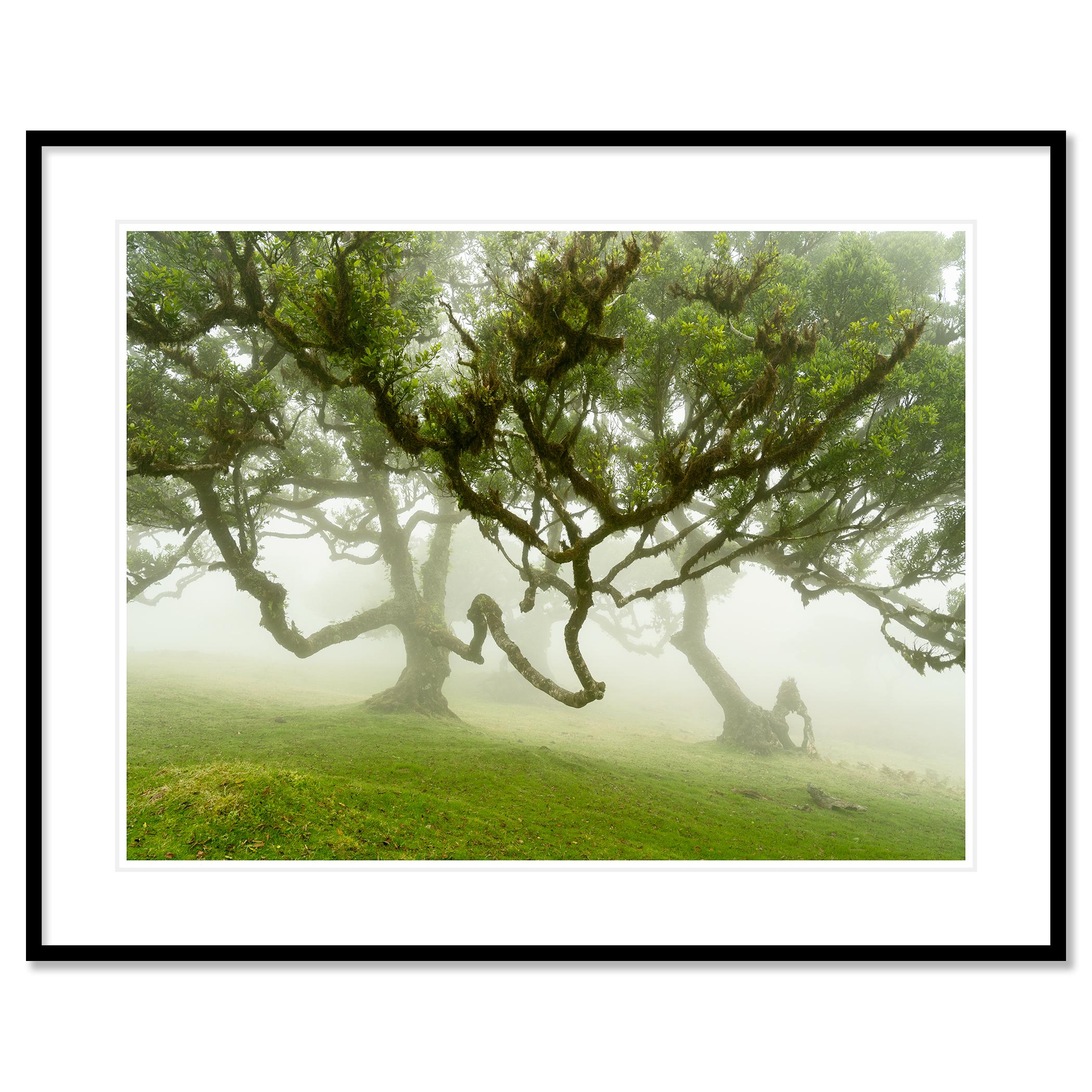 Forêt de fées dans le brouillard - Photographie à grande échelle - Paysage en édition limitée en vente 3