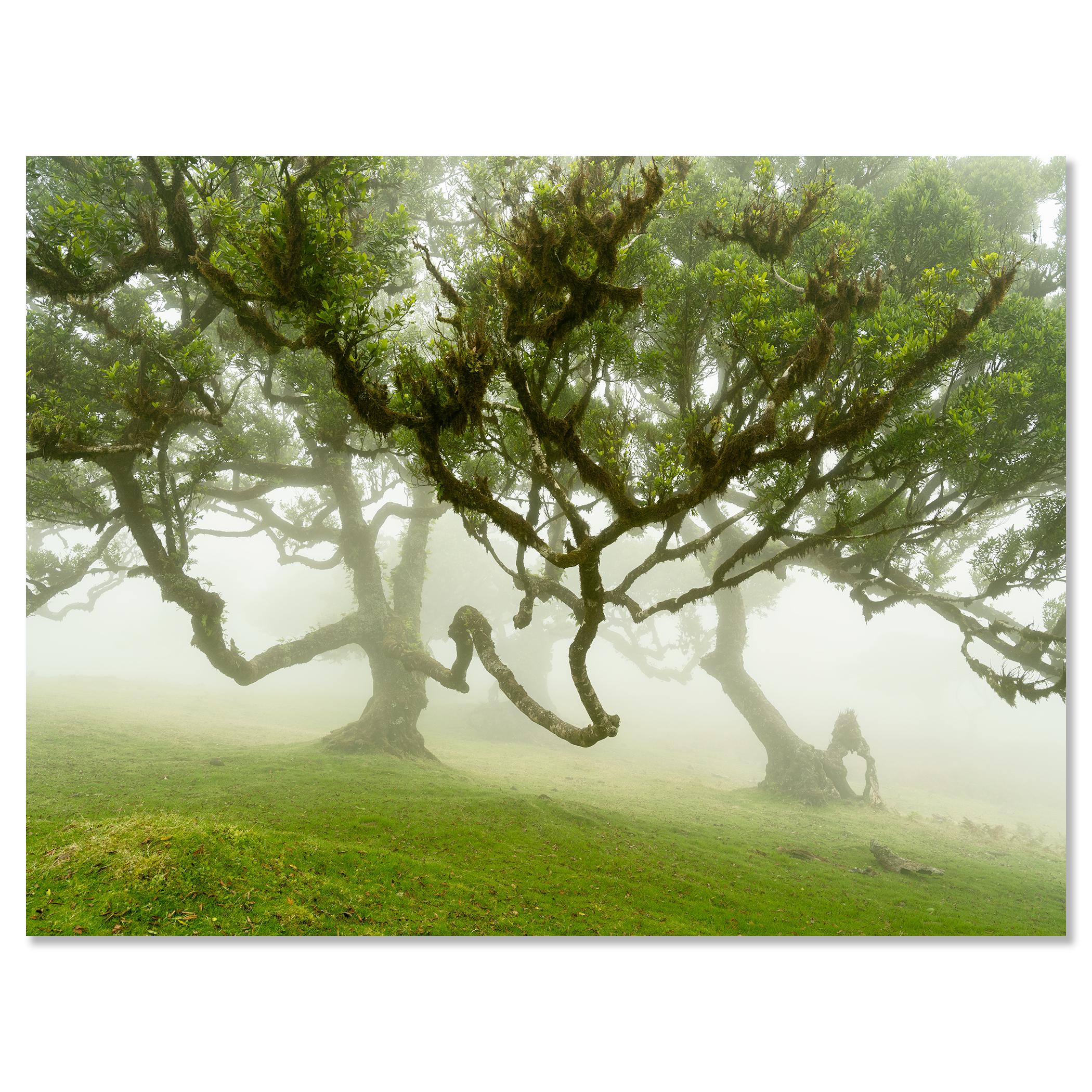Forêt de fées dans le brouillard - Photographie à grande échelle - Paysage en édition limitée en vente 5