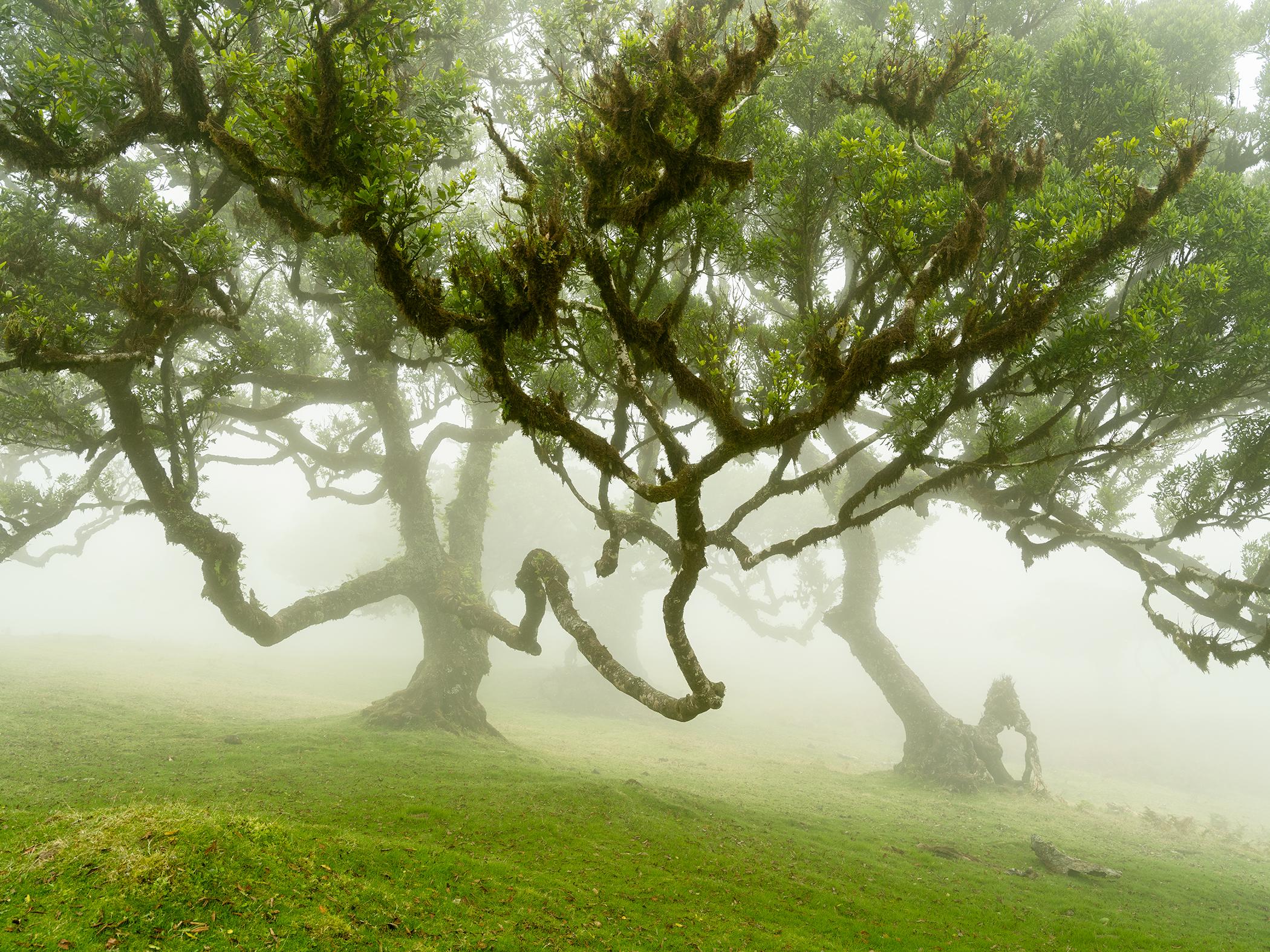 Fairy Forest in the Fog - Large Scale Photograph - Limited Edition Landscape