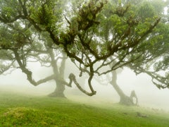 Fairy Forest in the Fog - Large Scale Photograph - Limited Edition Landscape